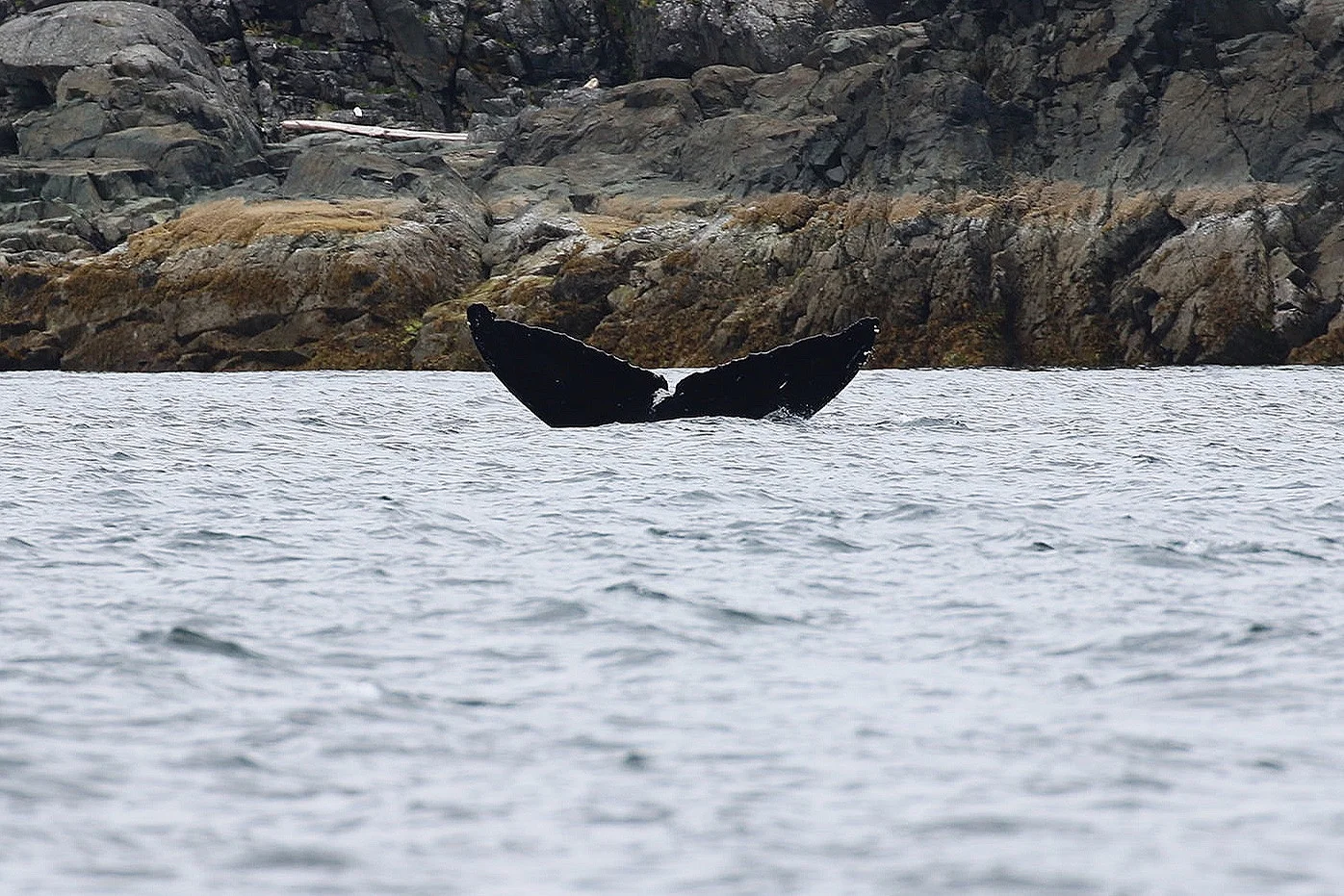 BCY0057 - “Niagara”. Can you see how we came up with Niagara’s name? Photo by Alanna Vivani (10:30).
