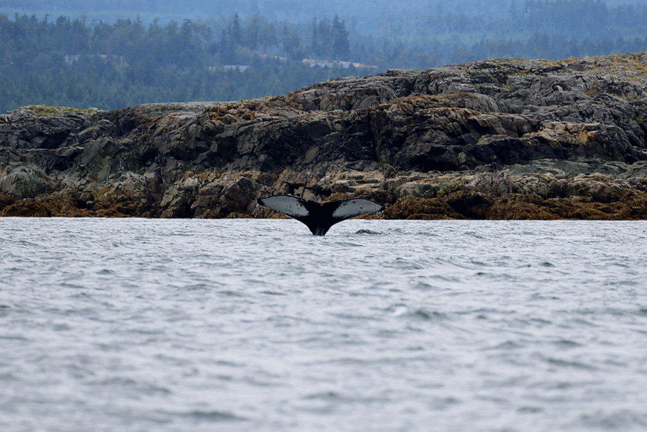 BCY0172 2010 calf - “Apollo” going for a dive. Sequence by Alanna Vivani (10:30).