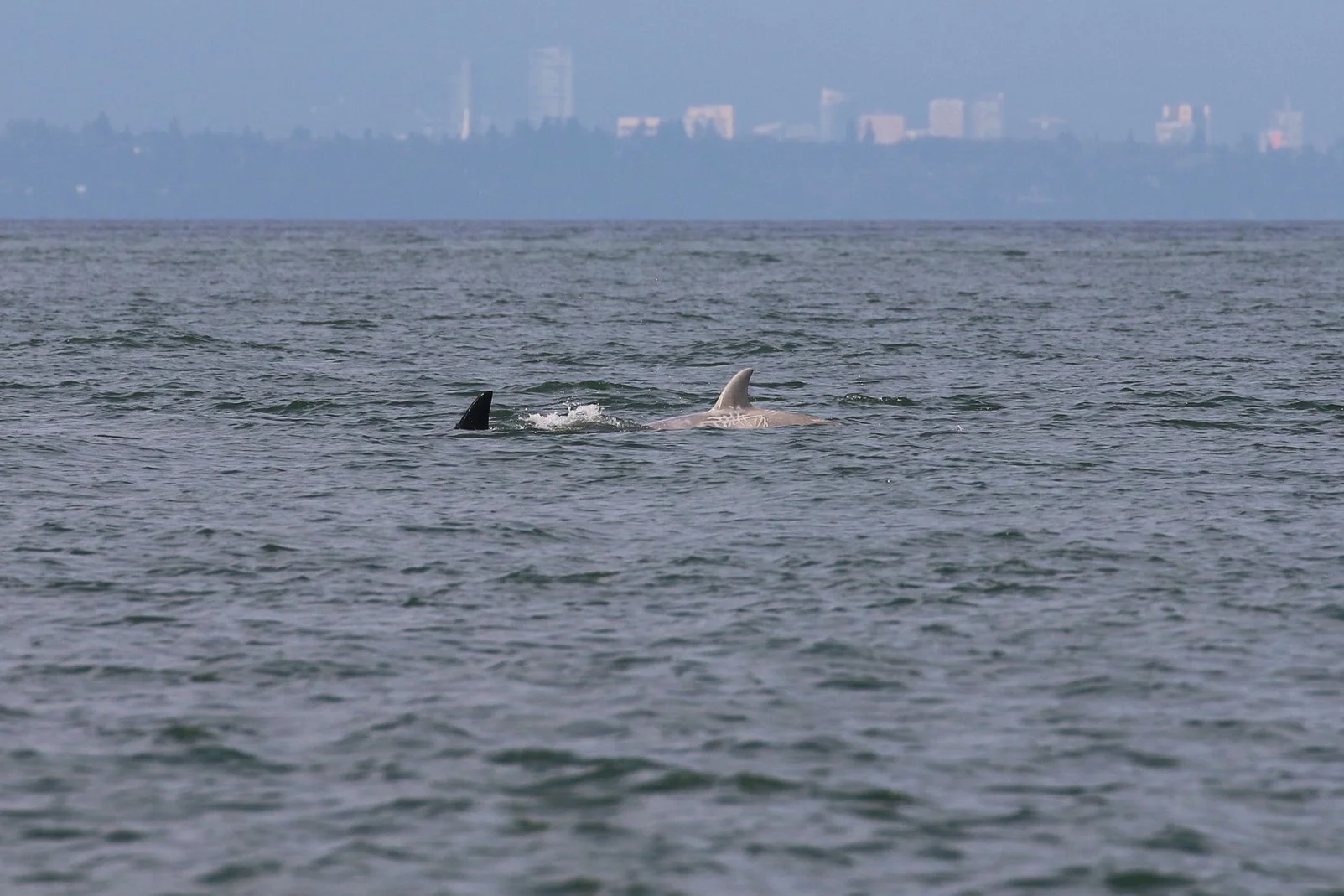 T46B1B - “Tl’uk” compared to a typical orca’s colouring. Photo by Ryan Uslu (3:30).