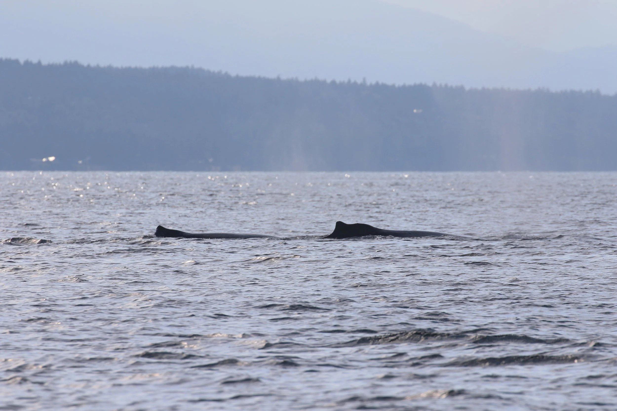 Humpbacks in the sunlight. Photo by Ryan Uslu (3:30).