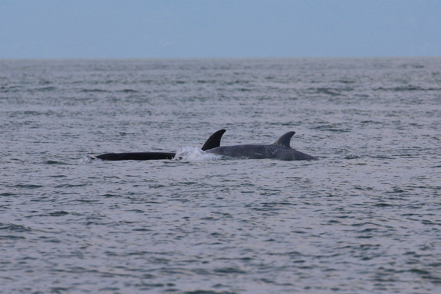 August 17, 2019 - Whales up North, and the White Orca returns!