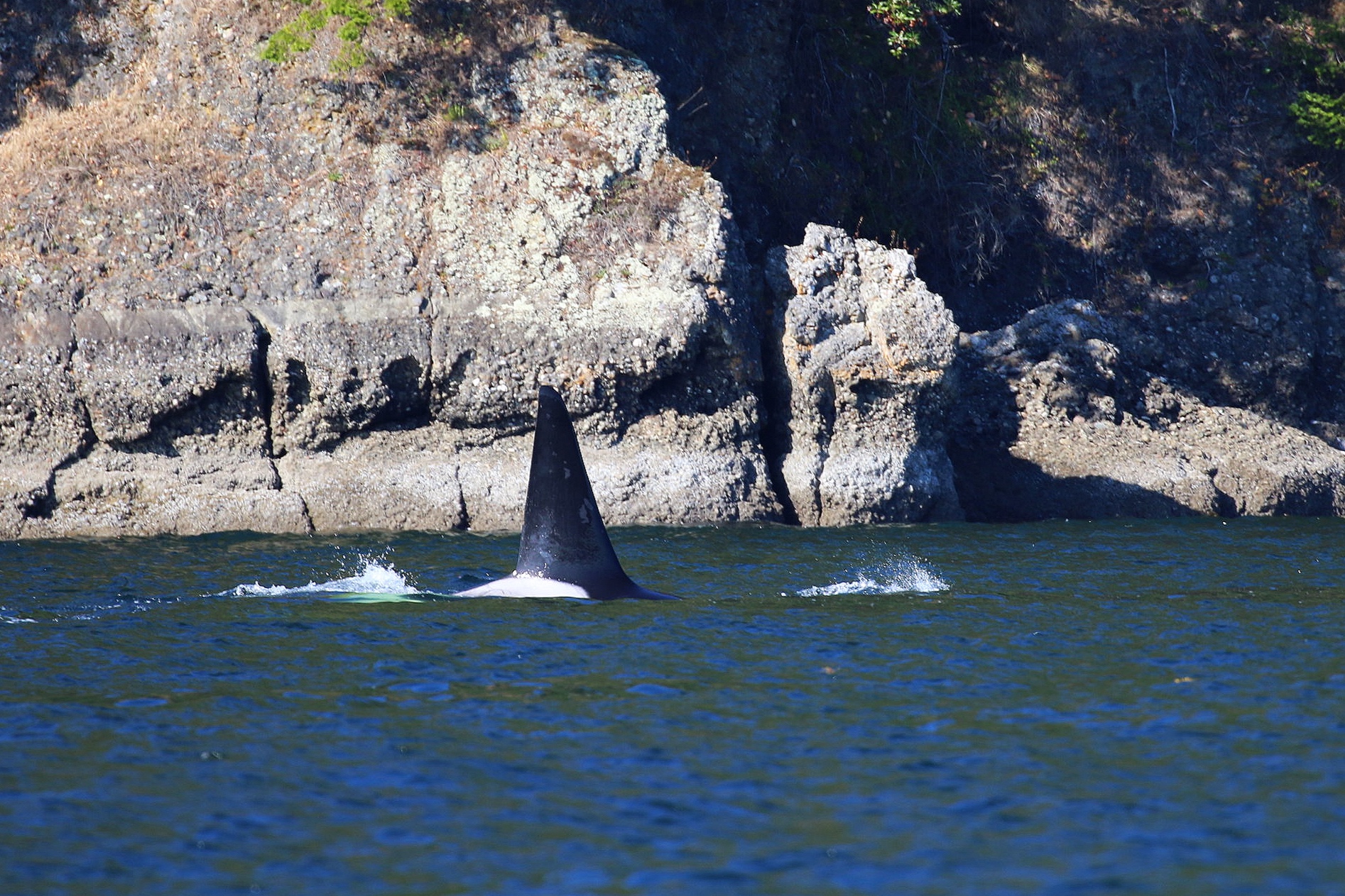 August 18, 2019 - Orcas for everyone!