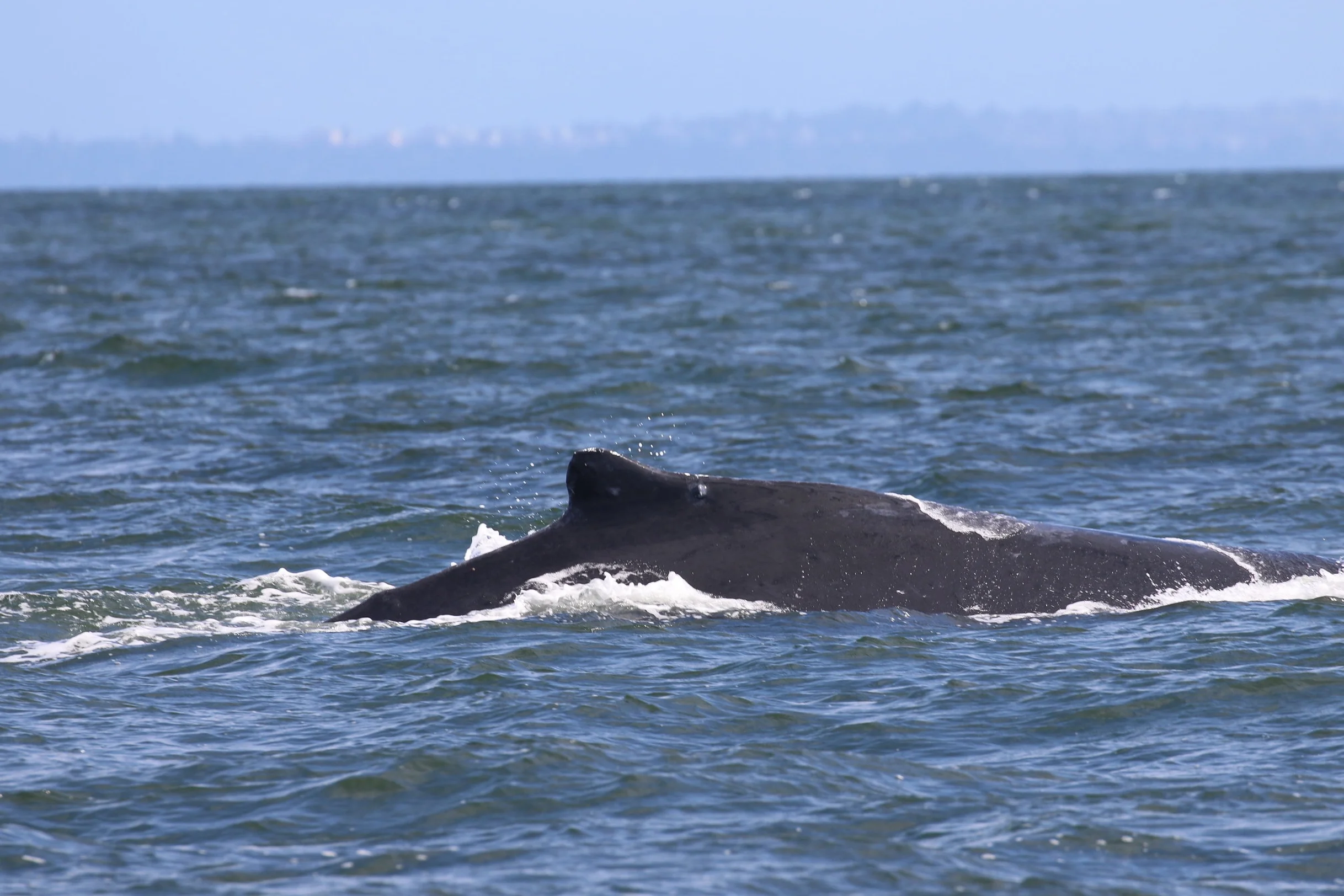 BCY0324 - “Big Momma”. Photo by Rebeka Pirker (10:30).