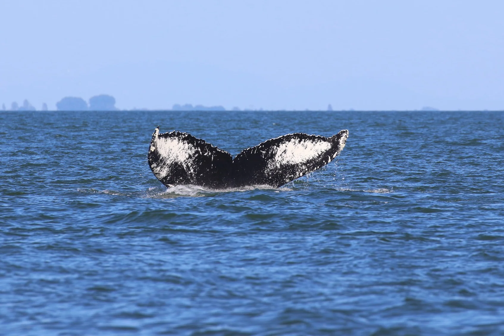 BCX0324 - “Big Mama”. Photo by Rebeka Pirker (3:30).