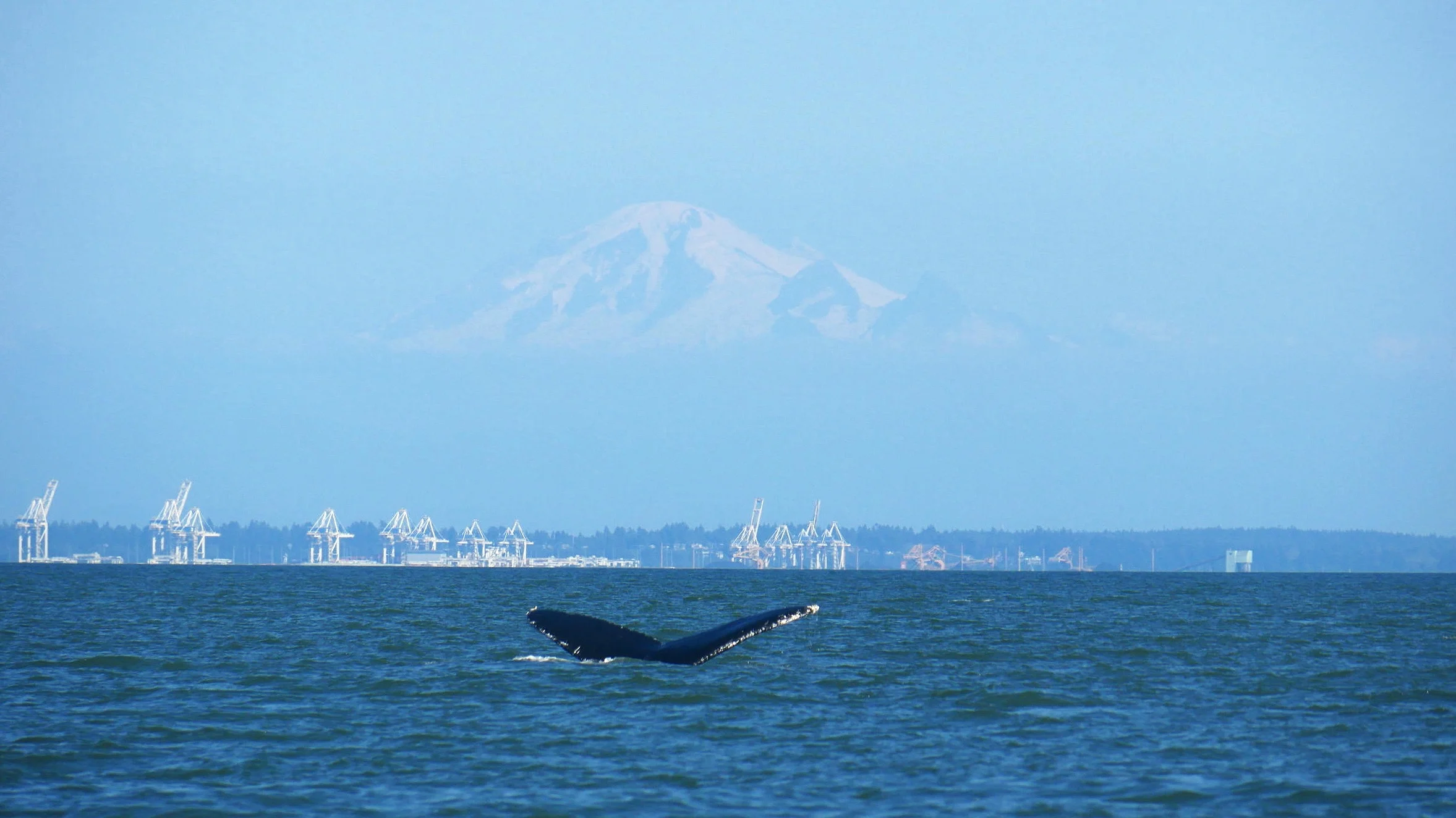 Humpback going for a dive, with the Coal Docks and Mt. Baker in the background. Photo by Rebeka Pirker (3:30).
