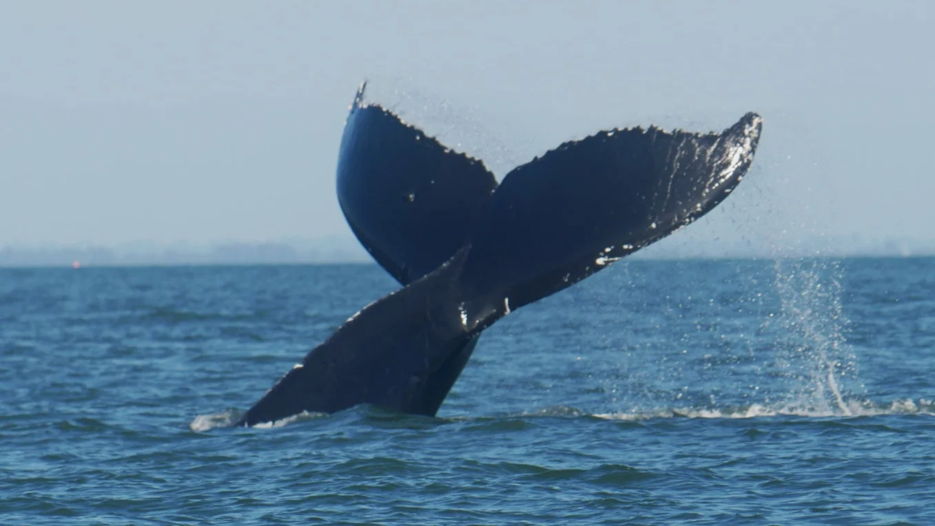 August 19, 2019 - Humpbacks all day near Porlier Pass