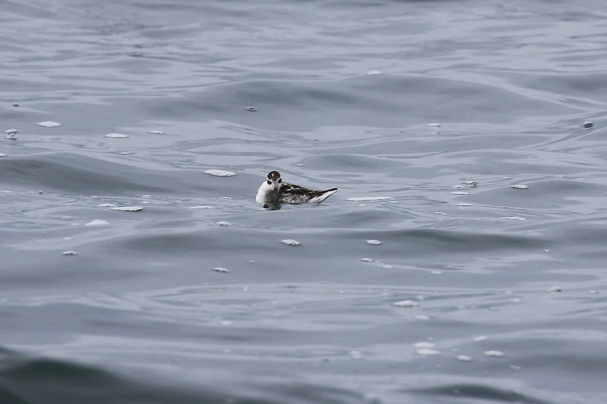 A juvenile Red-Necked Phalarope glaring at one of our boats! Photo by Natalie Reichenbacher (10:30).