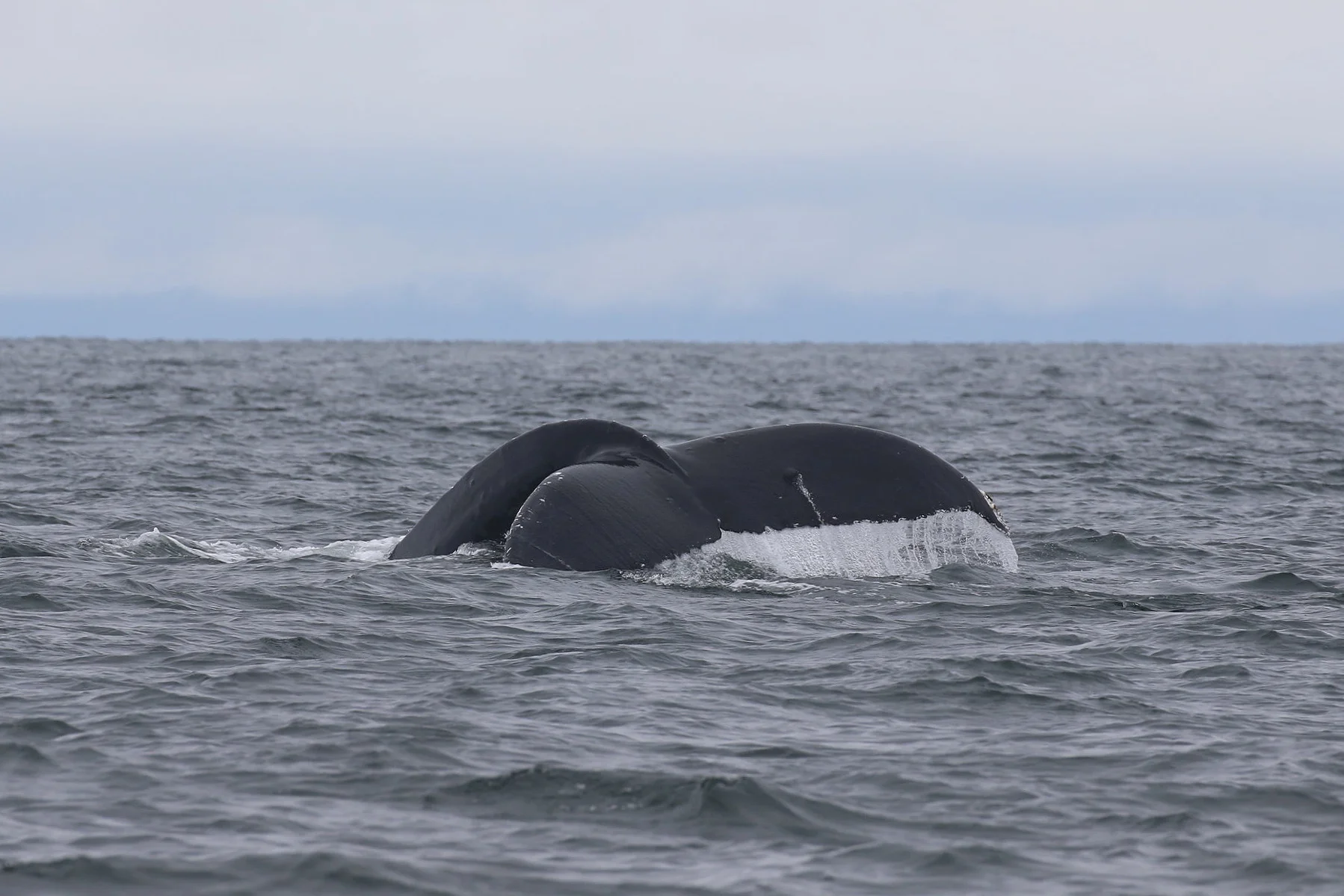 Big Momma (BCY0324). Big Momma has a distinct bump on her fluke as well as her side below her dorsal. Photo by Natalie Reichenbacher (10:30).