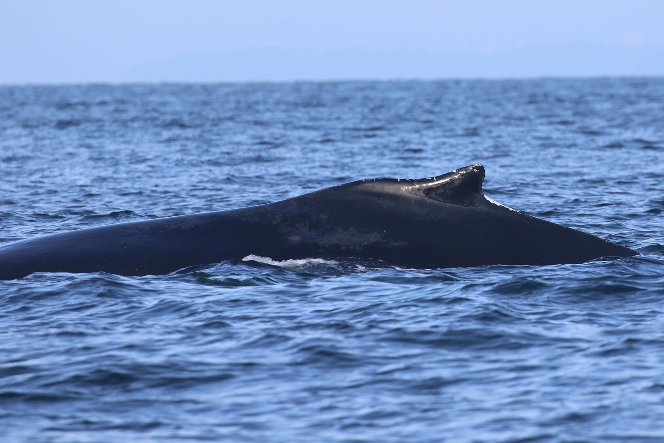 August 21, 2019 - A relaxing day with humpback whales "Big Momma" and "Divot"