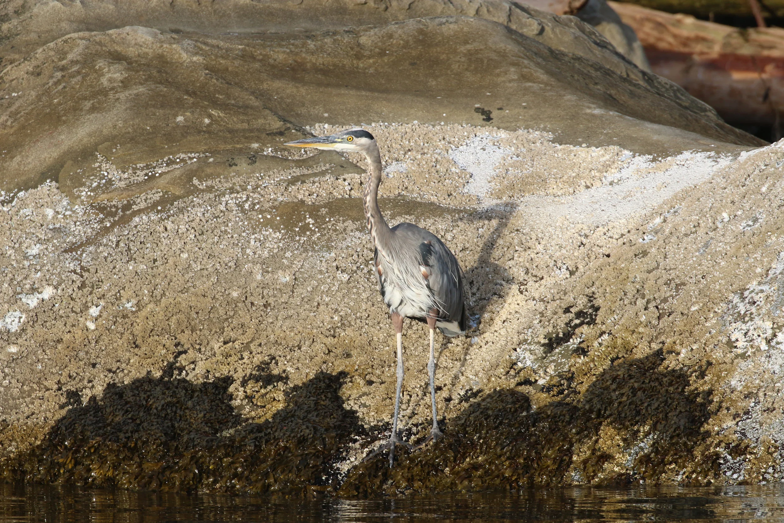 Great Blue Heron! Photo by Rebeka Pirker.