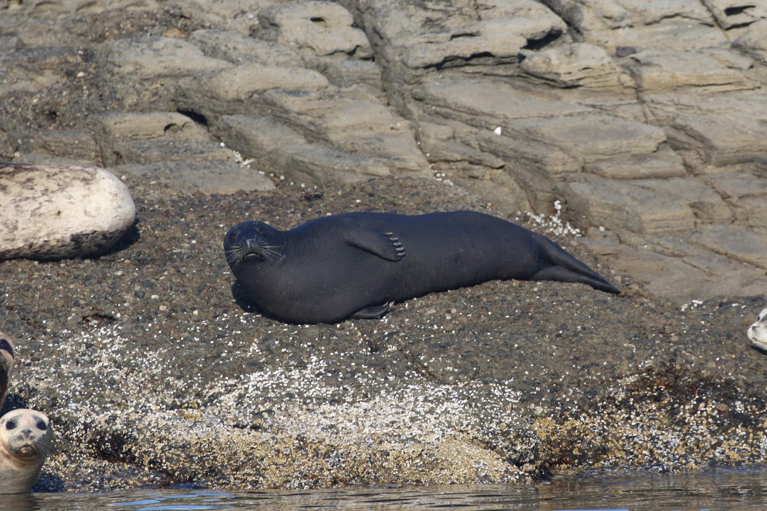 August 22, 2019 - Humpbacks Big Momma and Divot, and the T49As!