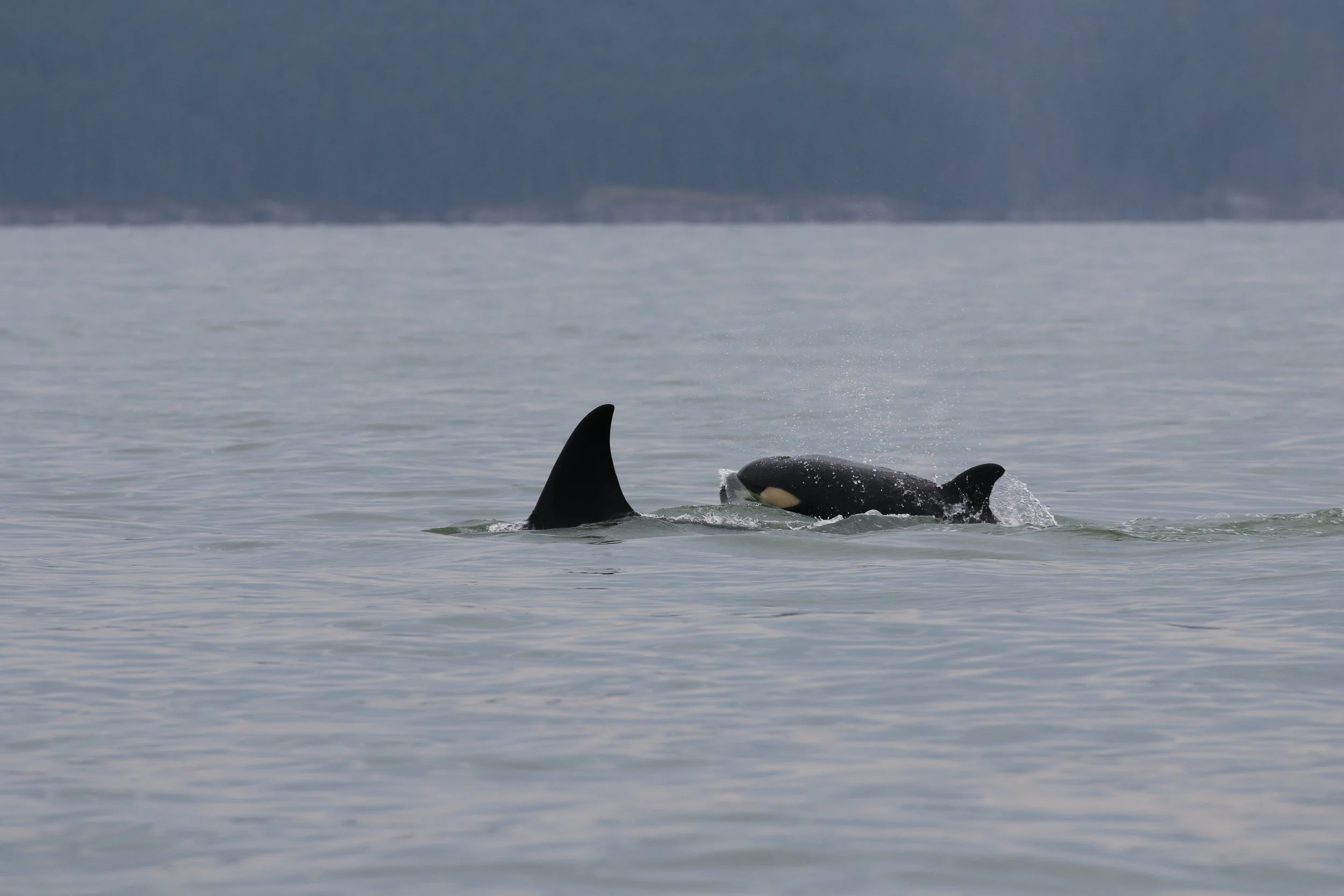 August 23, 2019 - Transient Orca and Humpbacks!
