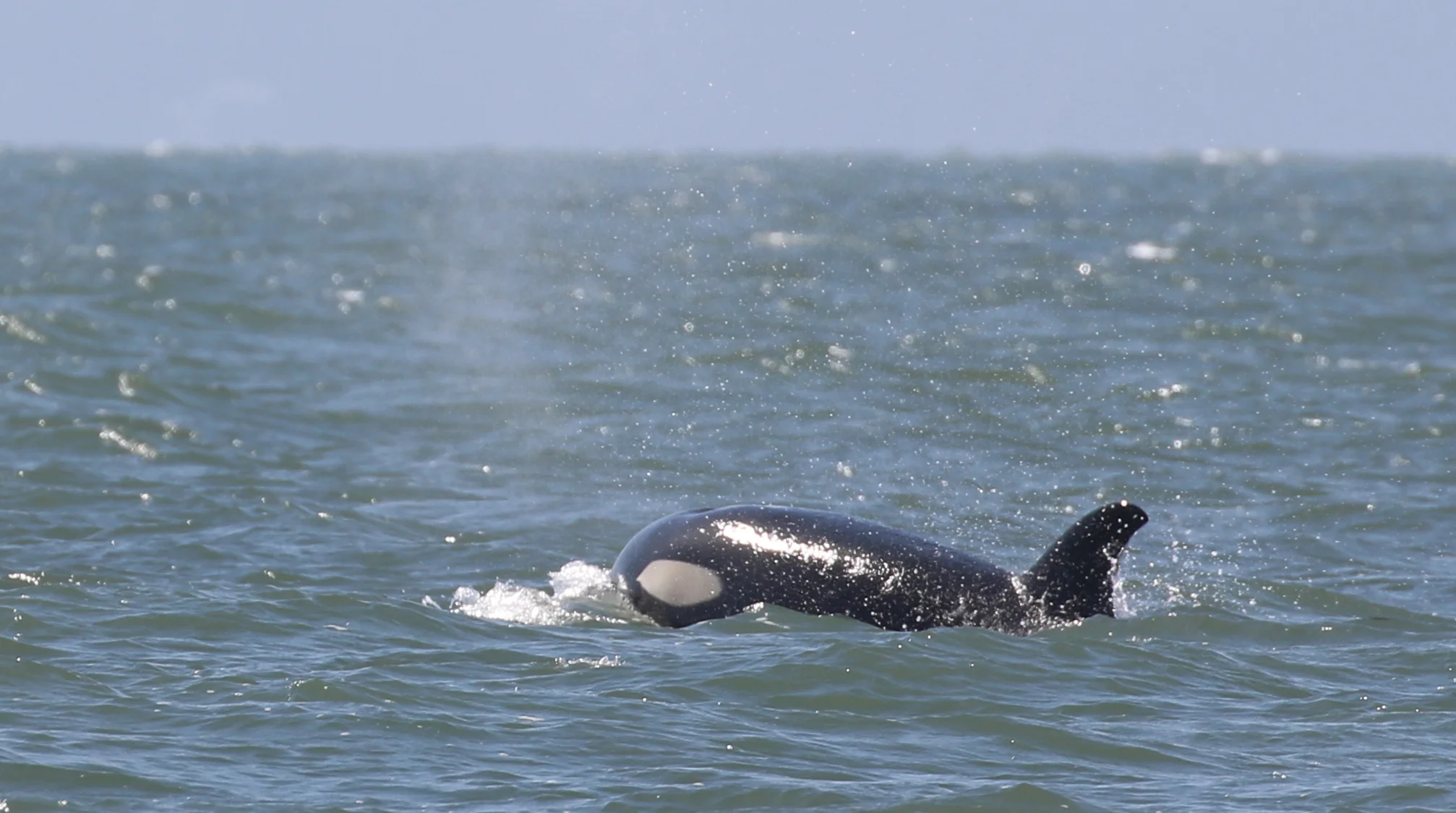 August 26, 2019 - Huge group of Transient killer whales on the hunt!