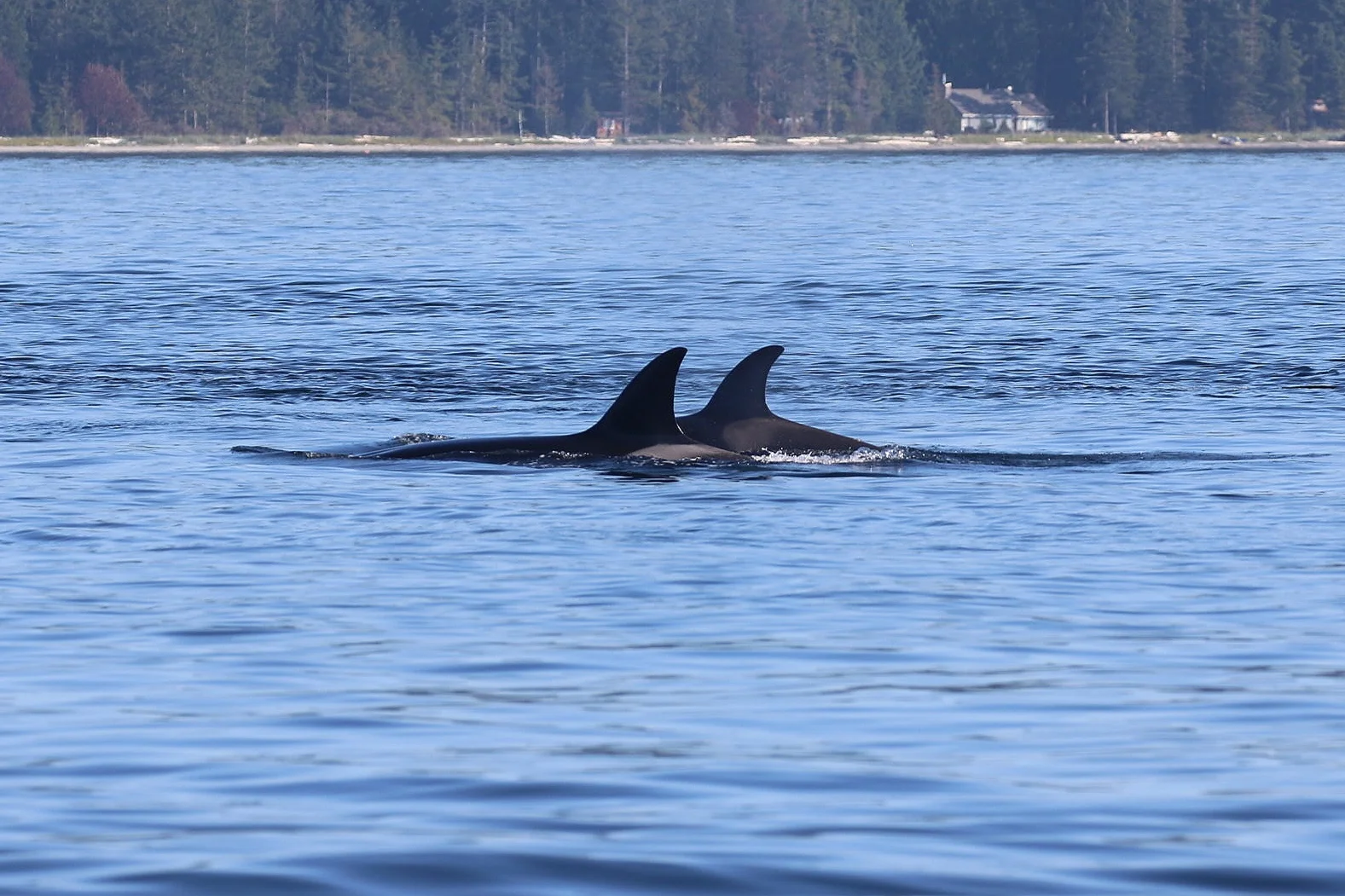 August 25, 2019 - Bigg's (Transient) Orcas All Day Long