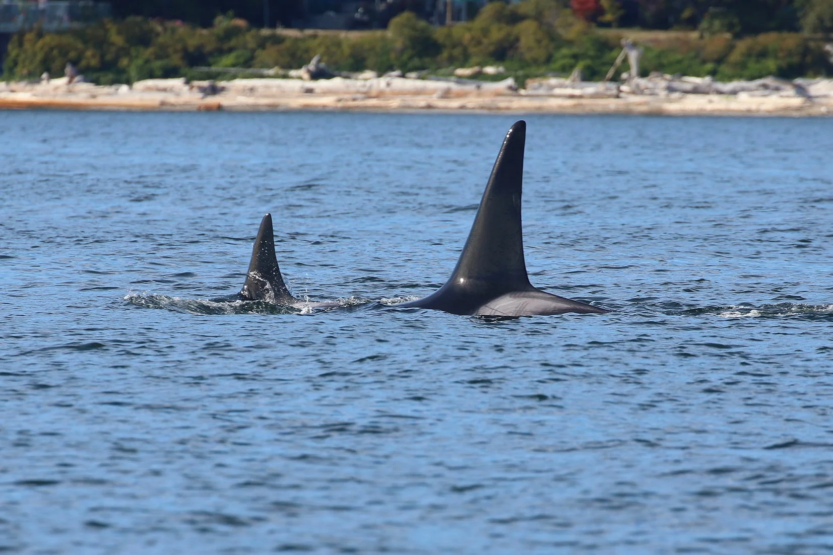 T101 - “Reef” (left) and her son T101B - “Lagoon” (right). Notice the intricate scaring on Lagoon’s saddle patch, making him easy to ID. Photo by Cheyenne Brewster (3:30).