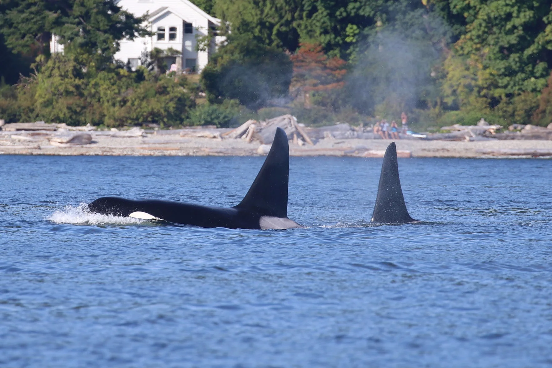 T102 - “Beardslee” leading the charge! Photo by Cheyenne Brewster (3:30).