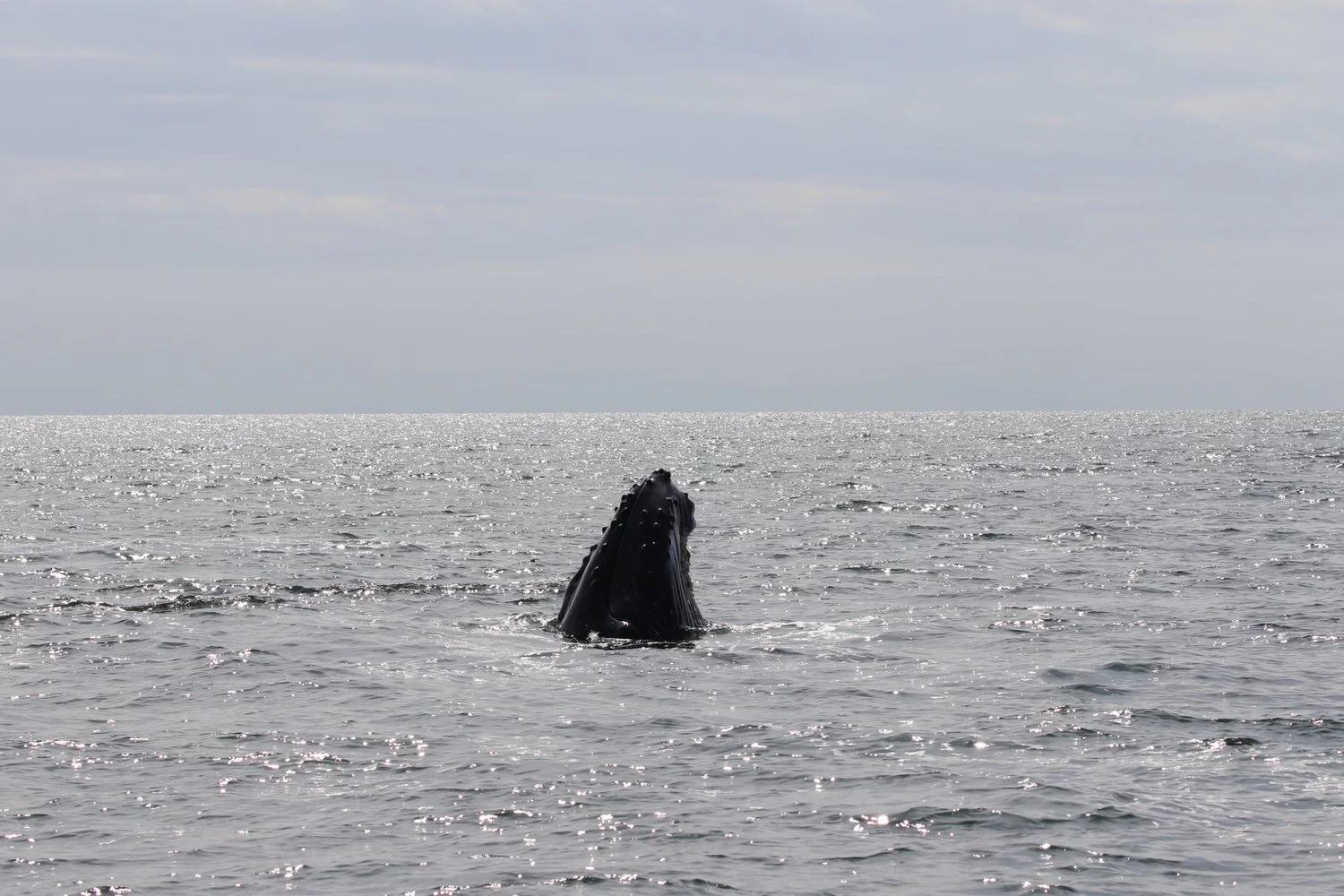 August 24, 2019 - Humpback Whales Galore!