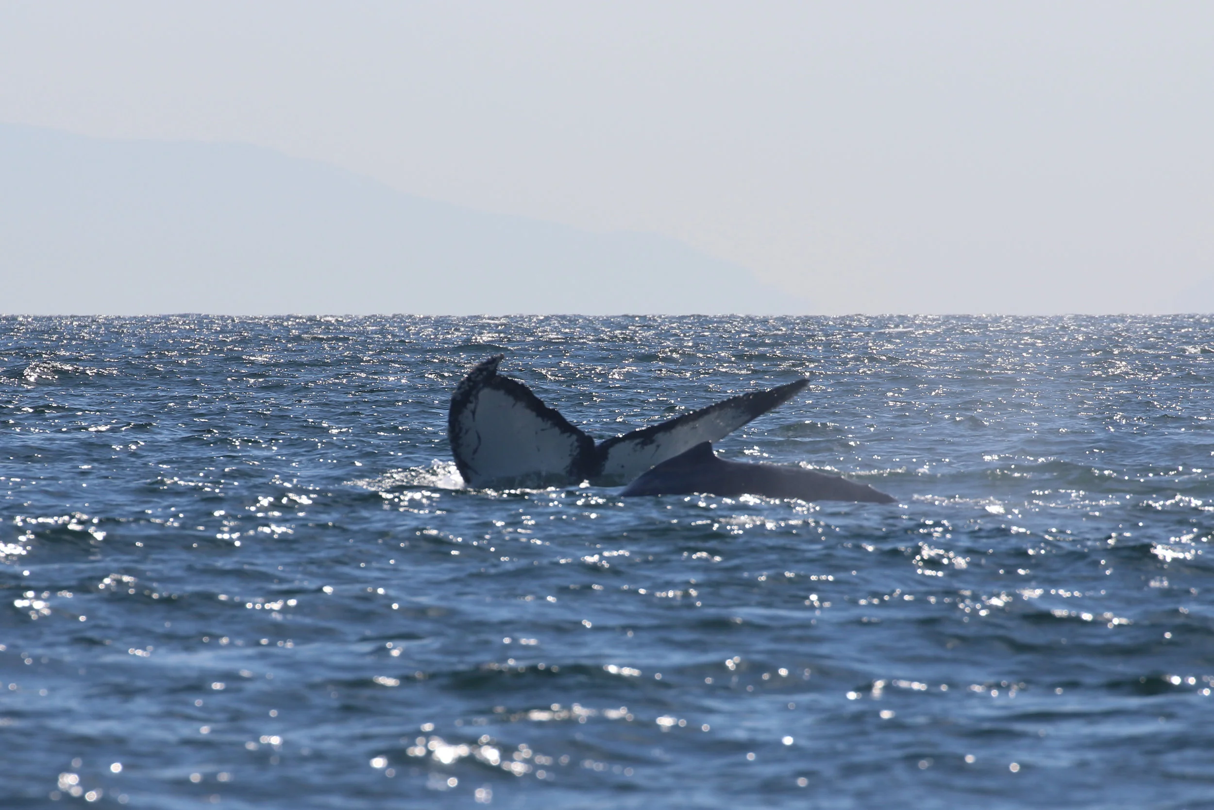 August 29, 2019 - Humpback soup East of Valdes
