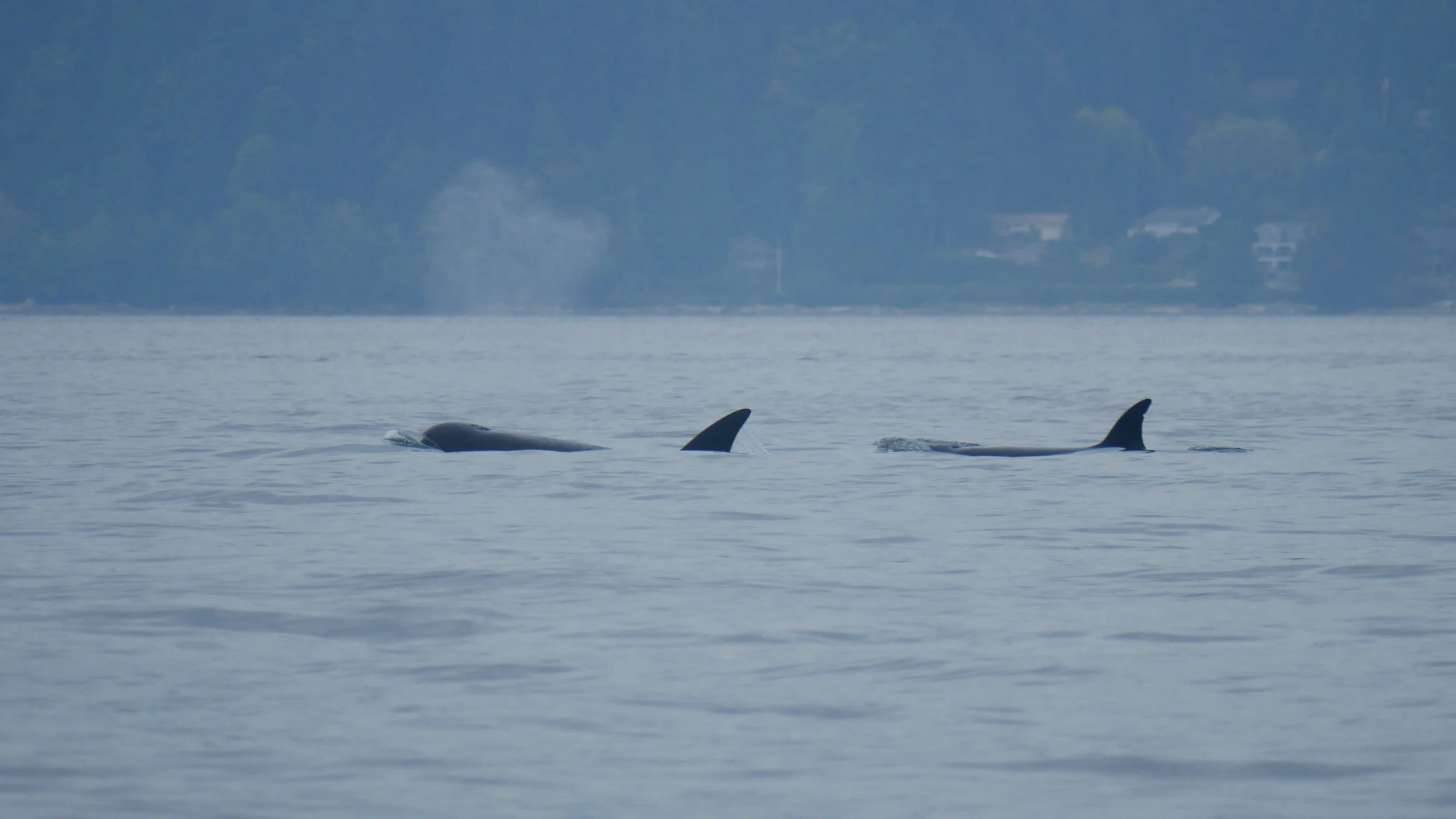 August 30, 2019 - T137s and Orion in the Strait of Georgia!