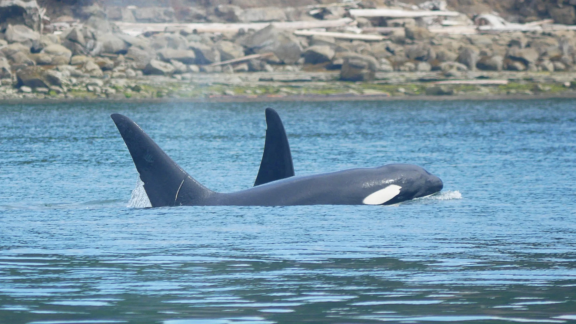 Janet - T49C - in the foreground, and Ooxjaa - T65A2 - in the background. Photo by Ryan Uslu (10.30)