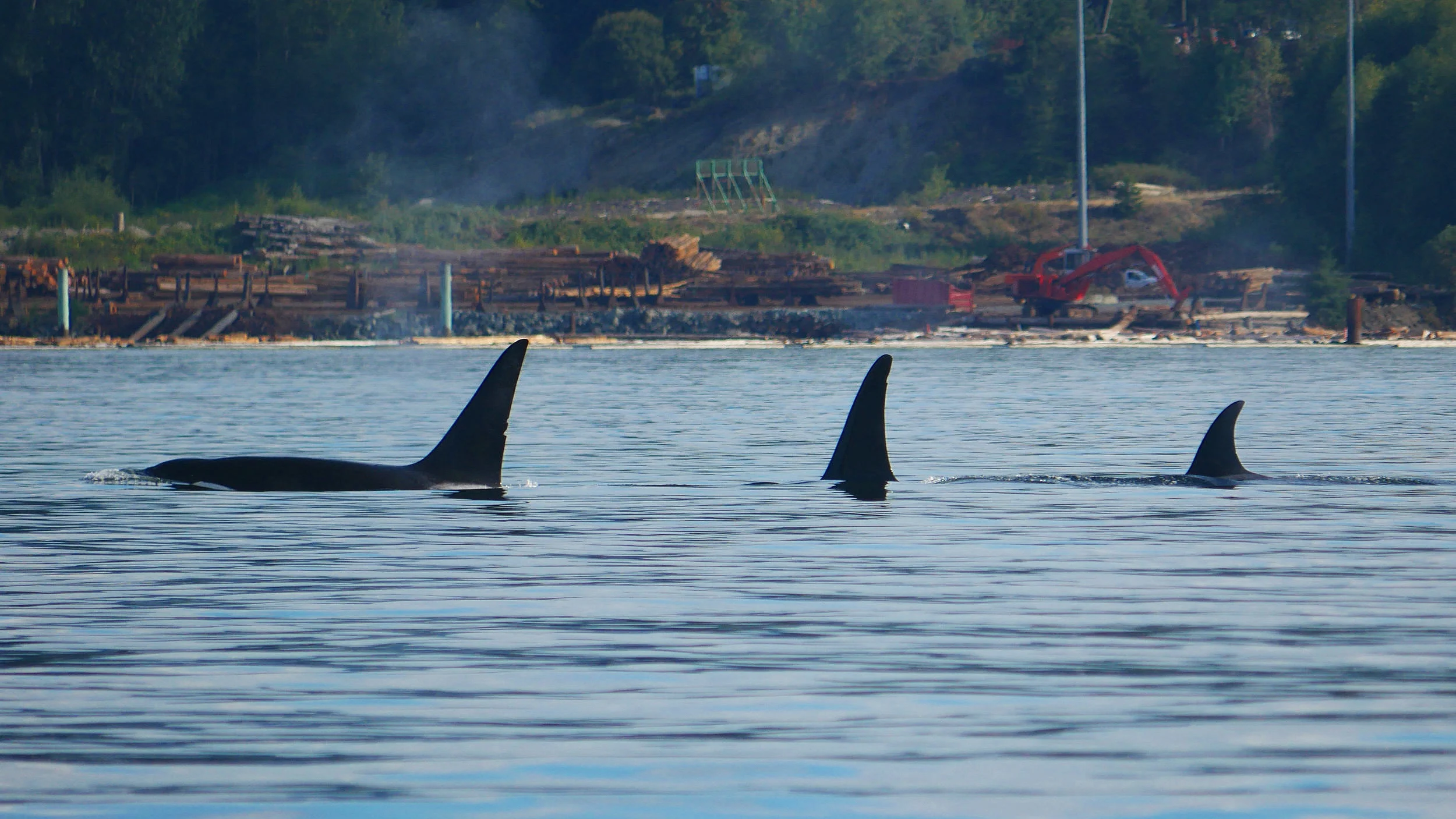 Janet leading Ooxjaa and Nat on a hunting trip along the Sunshine Coast. Photo by Ryan Uslu (3.30)