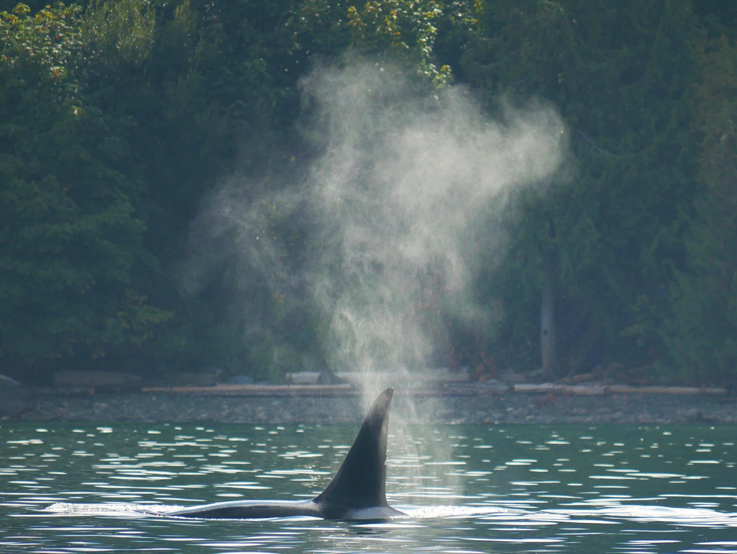 Beautiful photo of Janet taking a breath along the Sunshine Coast. Photo by Ryan Uslu (3.30)