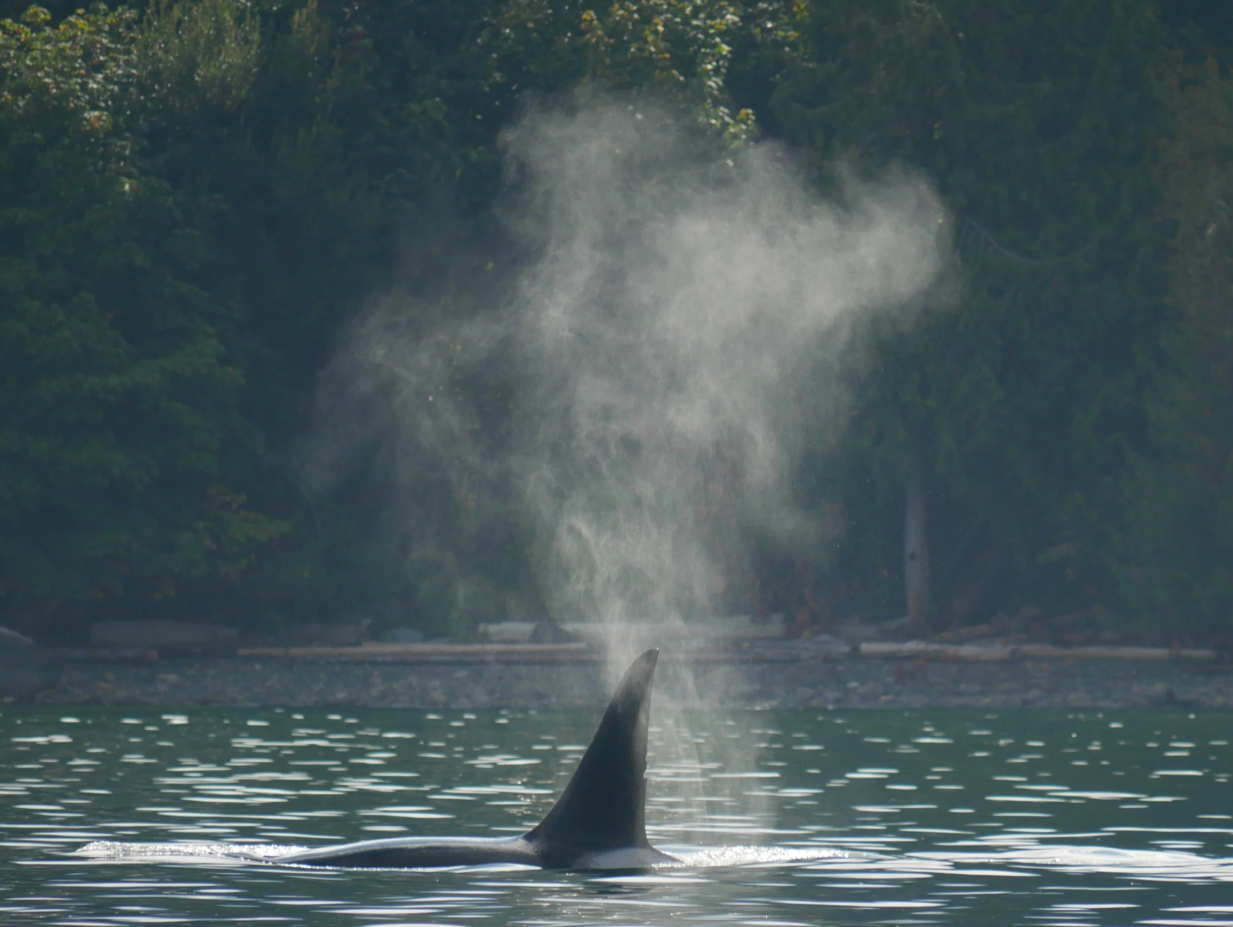 August 31, 2019 - Humpbacks and The Misfits pod!