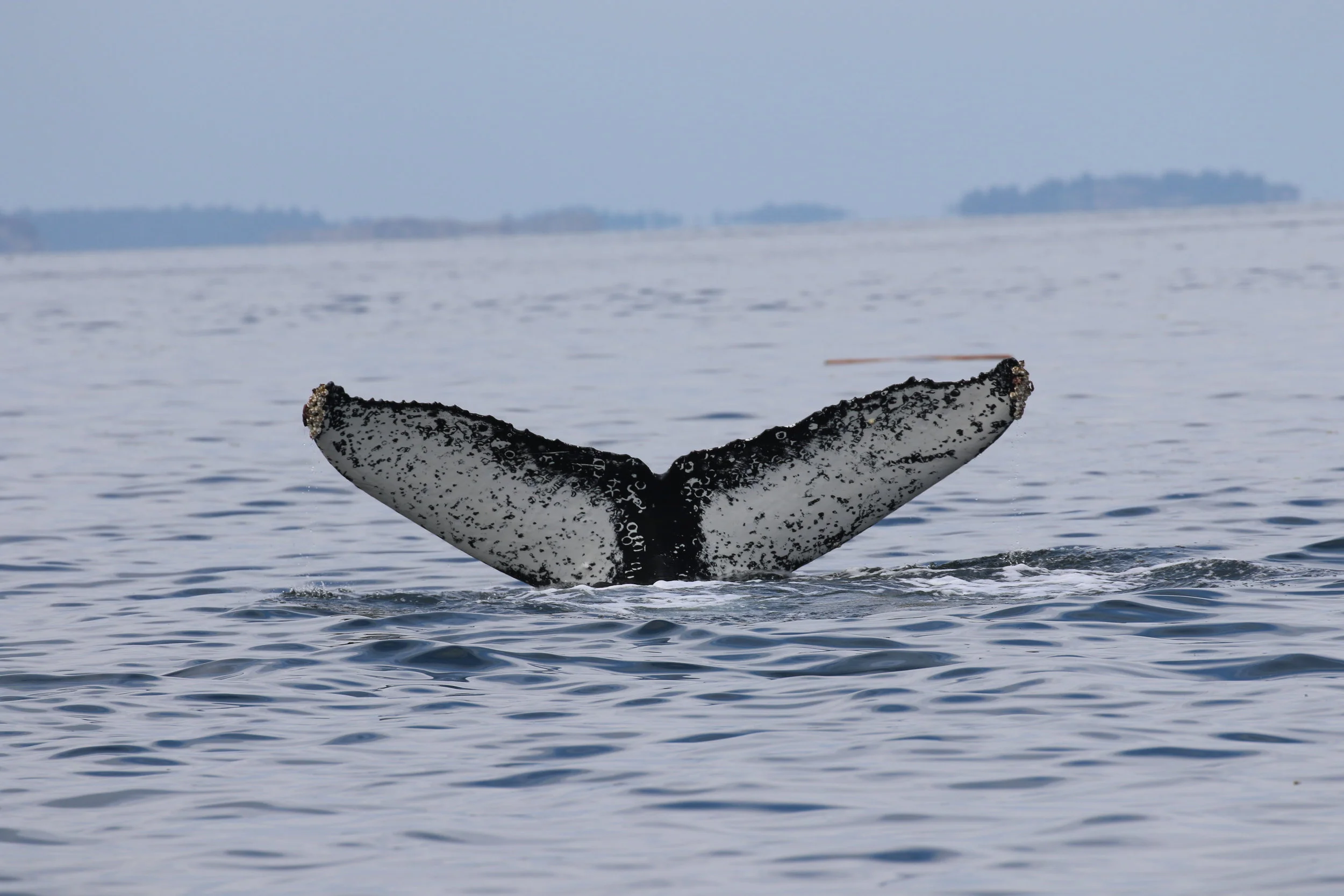 September 1, 2019 - Whales up North! 