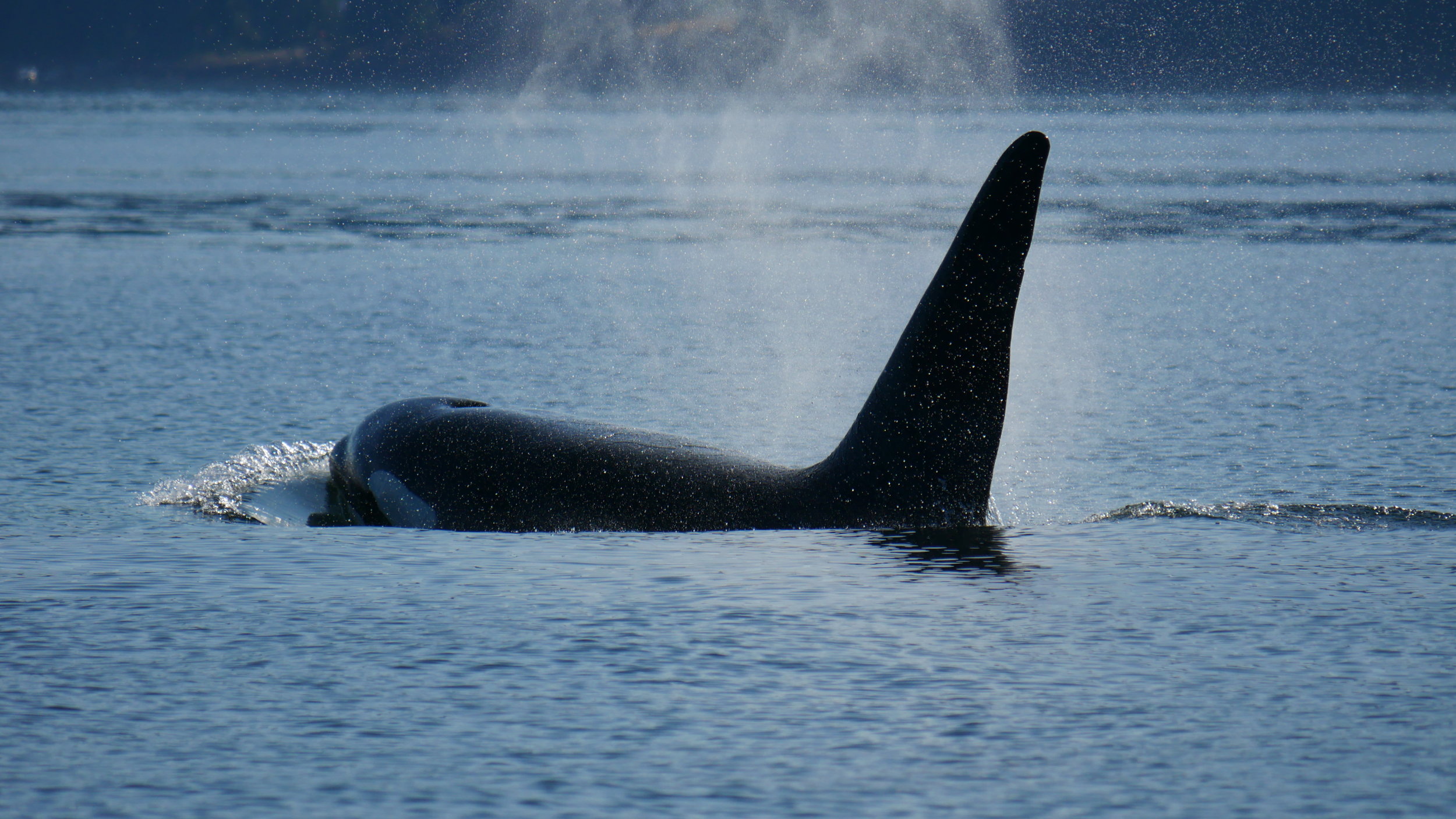 September 2, 2019 - Another day of Humpbacks and Orcas!