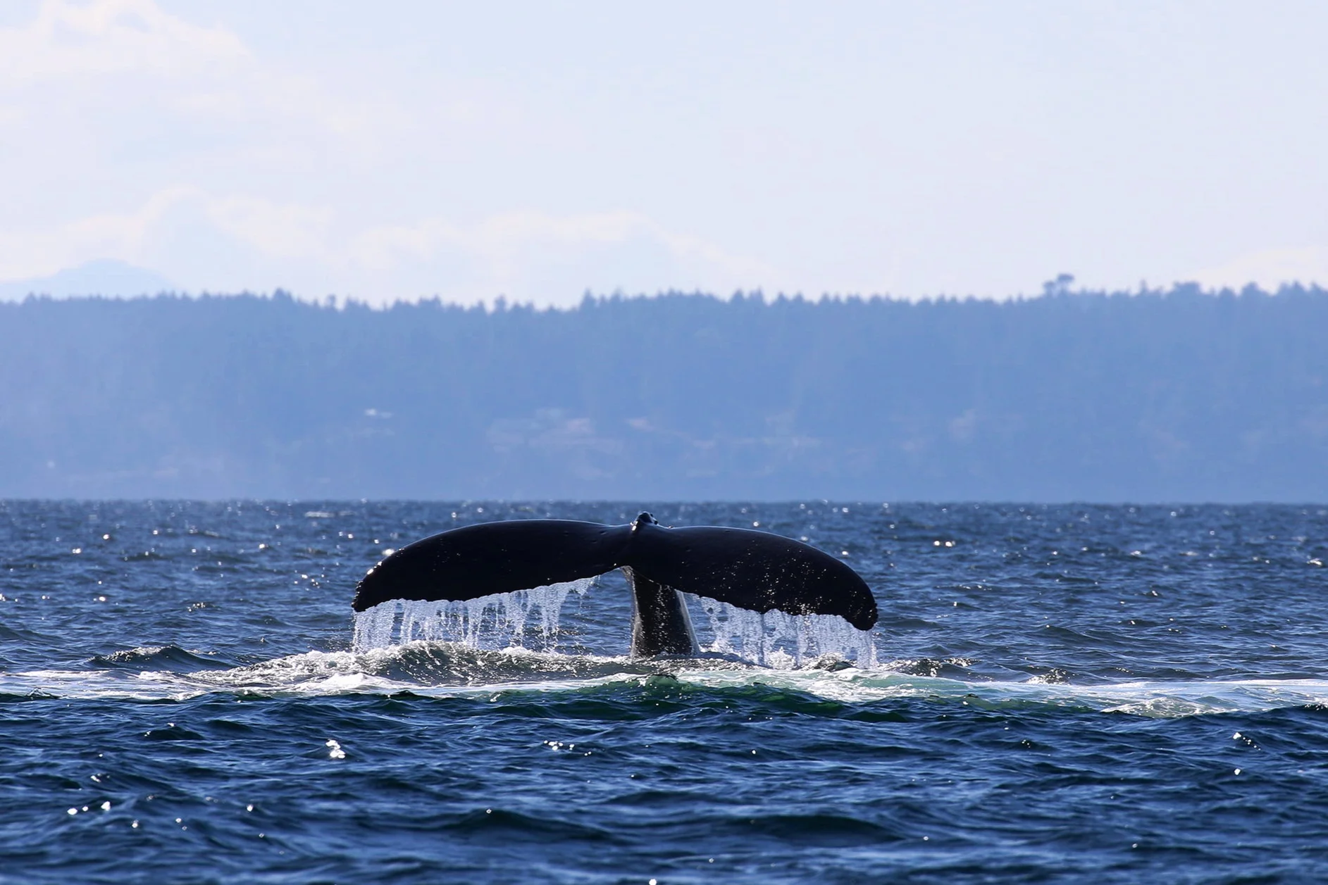 Photo by Val Watson (10:30).
