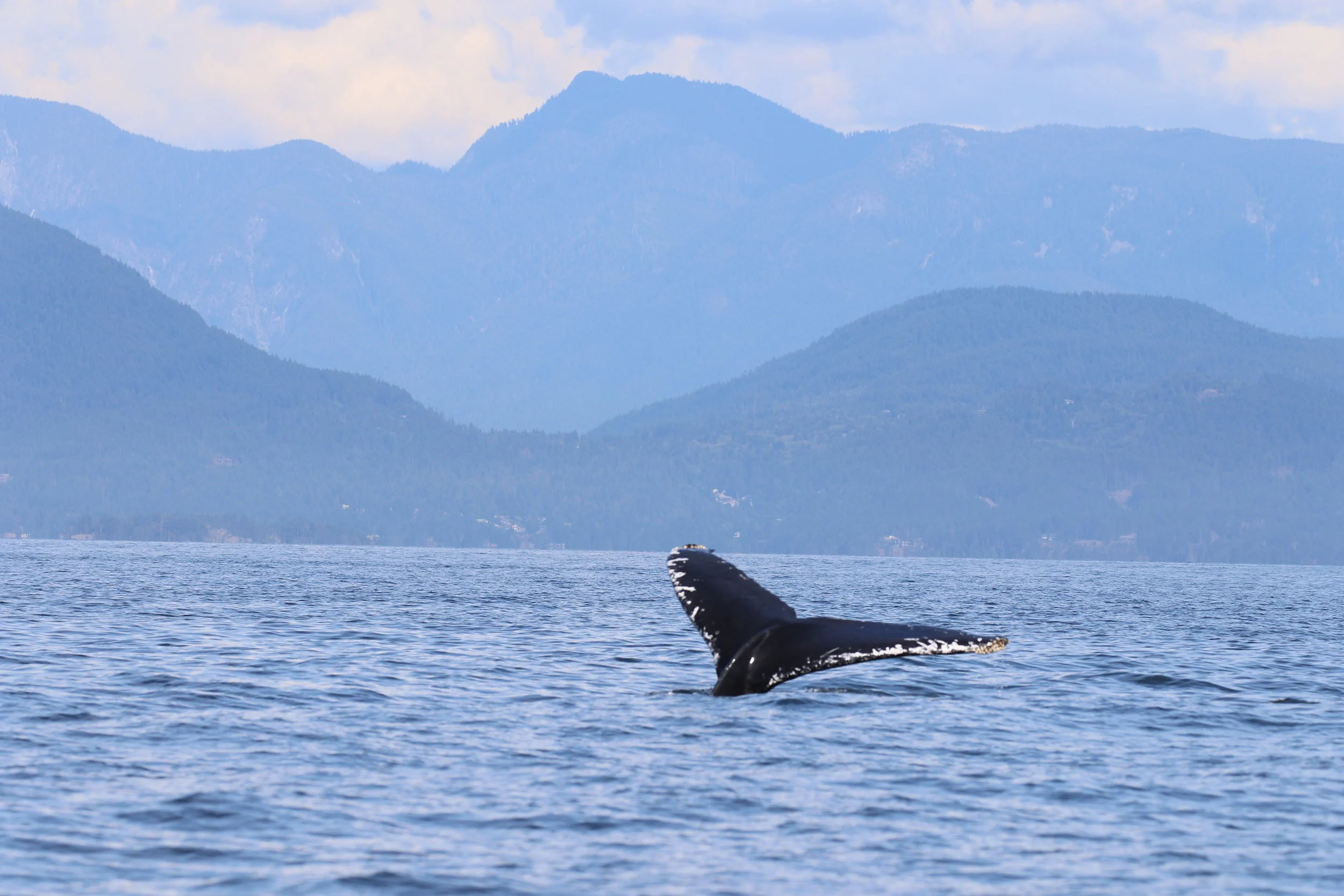 Striking pattern on the side of Phi’s tail. Photo by Rebeka Pirker (3.30)