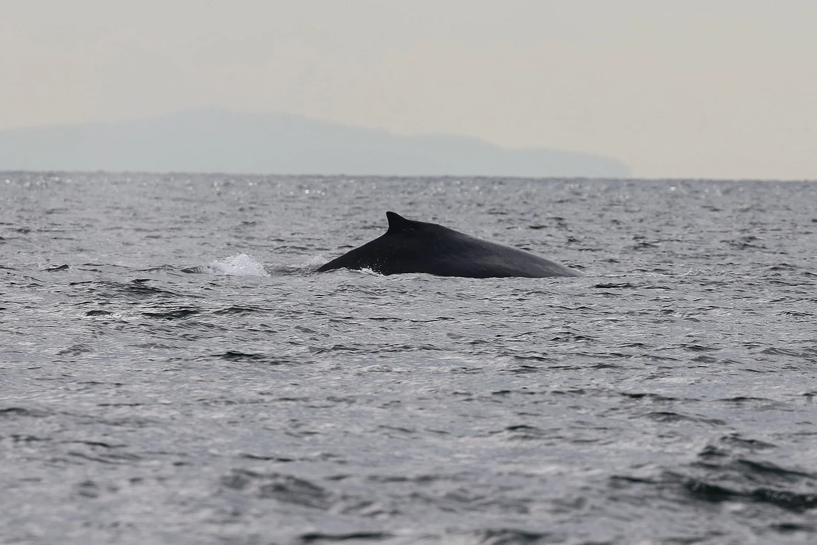 September 3, 2019 - Camera Shy Humpbacks and a 3 generation pod of orcas!