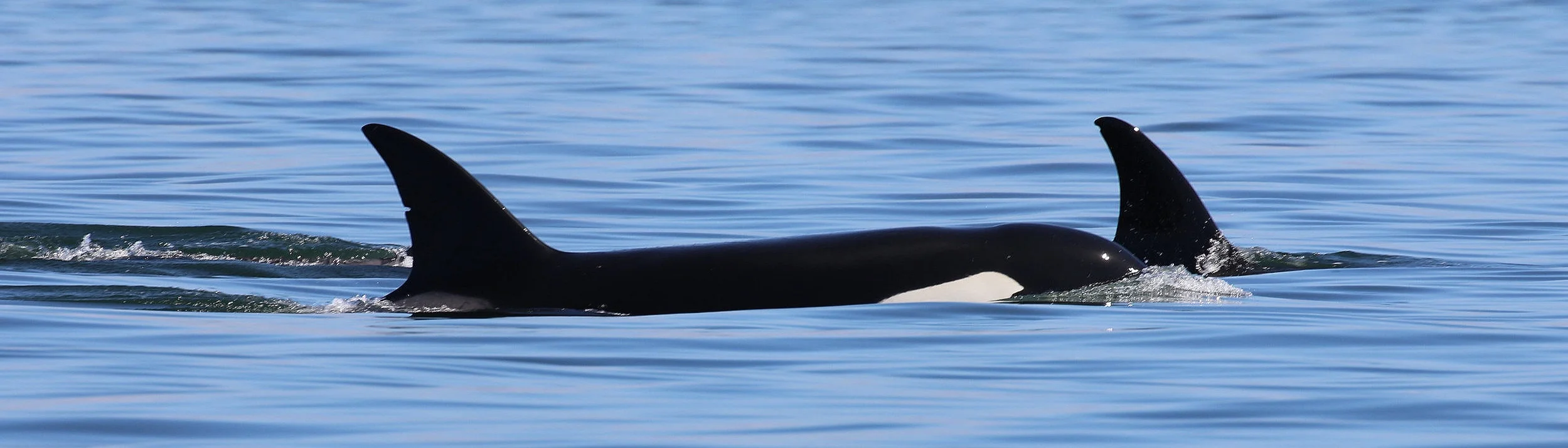 Left to Right: T36B1 (Bhotia) and her mother, T36B (Tattertip). Photo by Cheyenne Brewster (10:30).