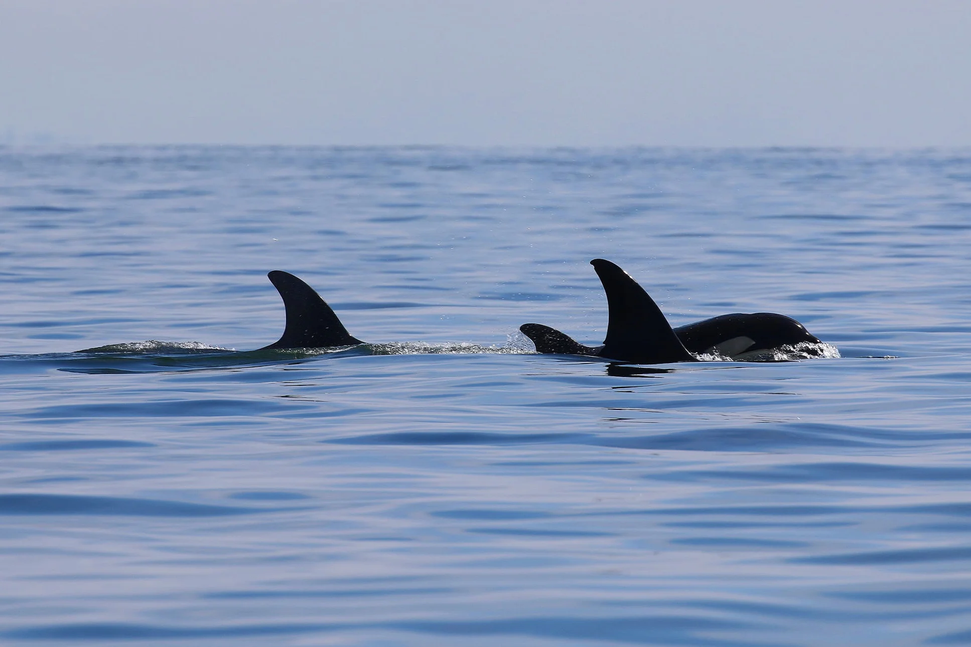 Left to right: T36B2 (Greenfelder), T36B3, and their mother T36B (Tattertip). Photo by Cheyenne Brewster (10:30).