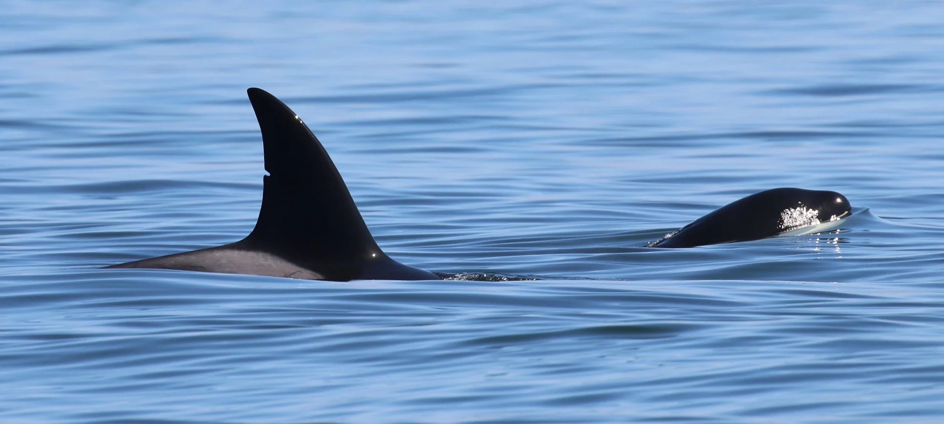 T36B1 (Bhotia) and sibling cruising along. Photo by Cheyenne Brewster (10:30).