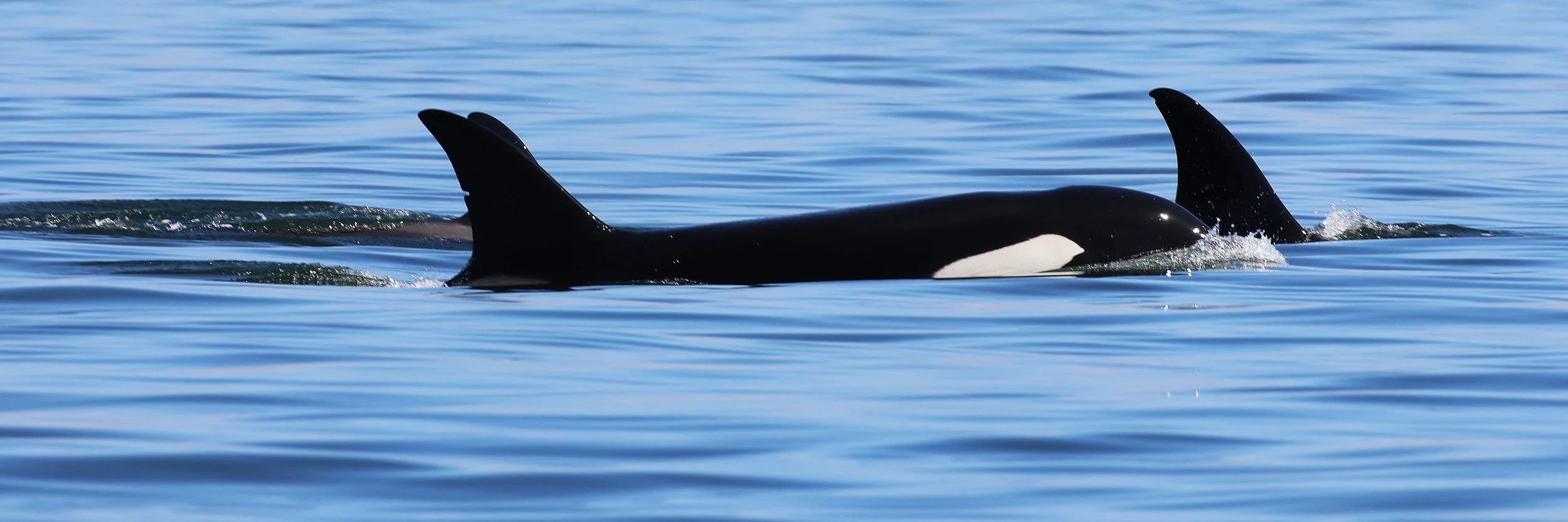September 4, 2019 - Orcas at the Apex