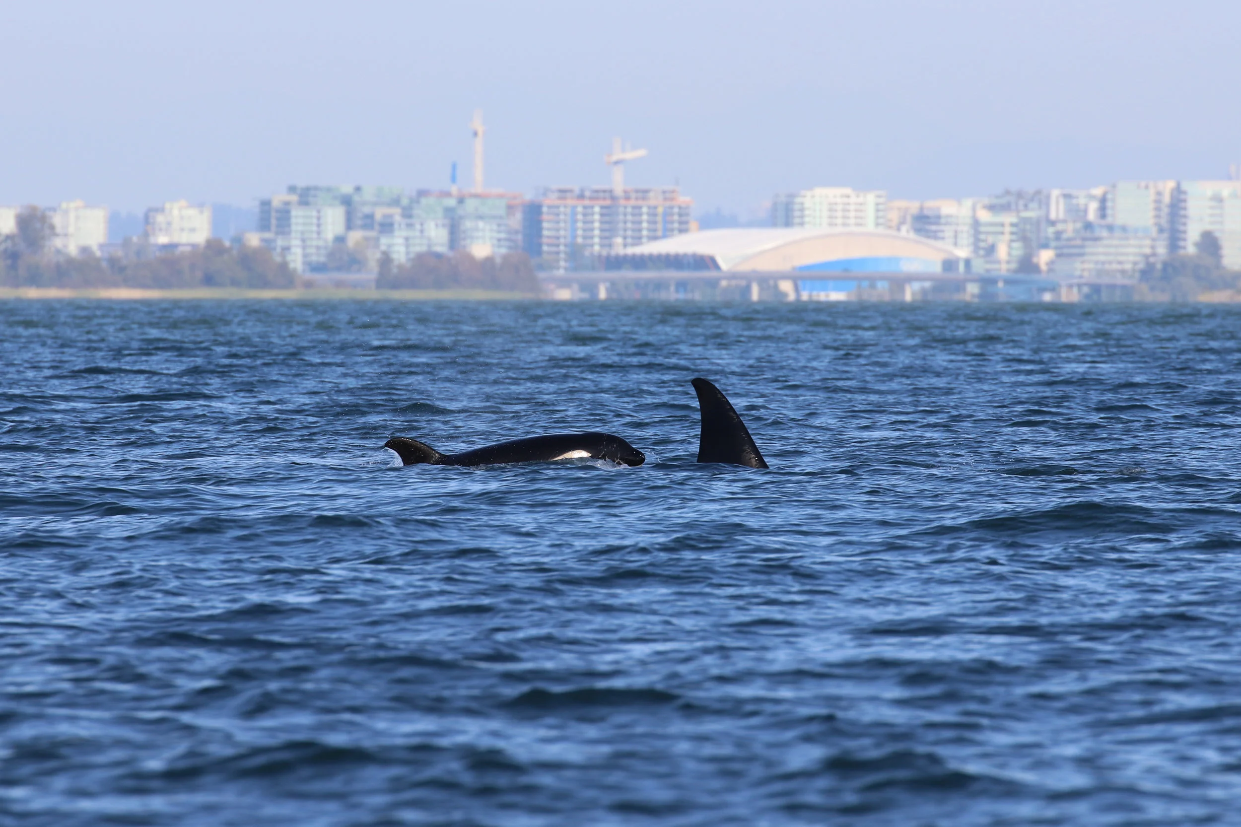 September 5, 2019 - Orca on the Sunshine Coast &amp; Point Grey, Humpbacks in the Strait!