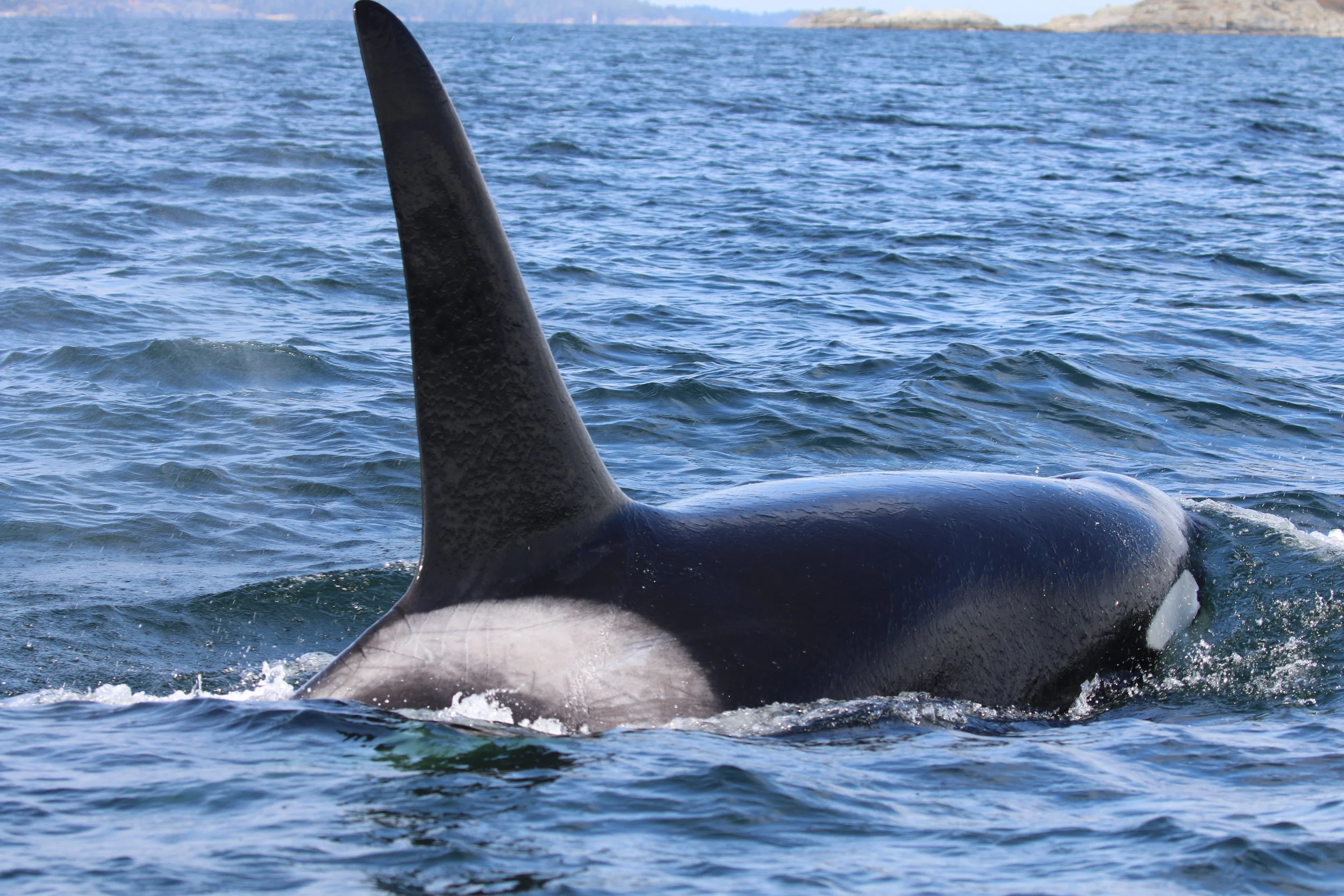 September 8, 2019 - The T036As, T101A and T101B close to home!