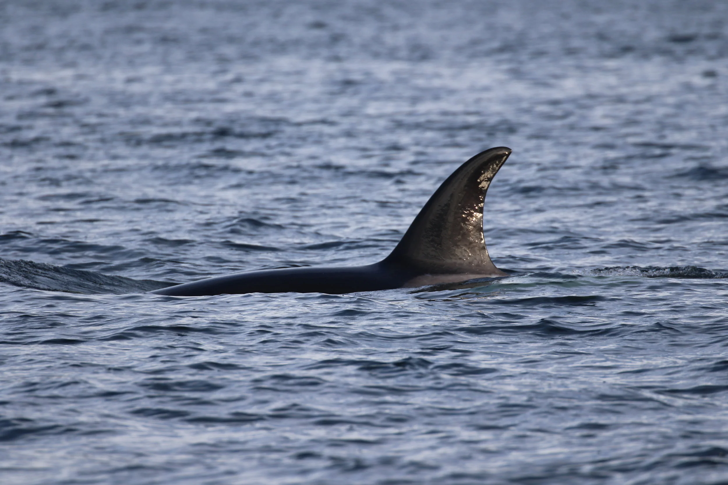 September 9, 2019 - FIVE humpback whales and one orca!