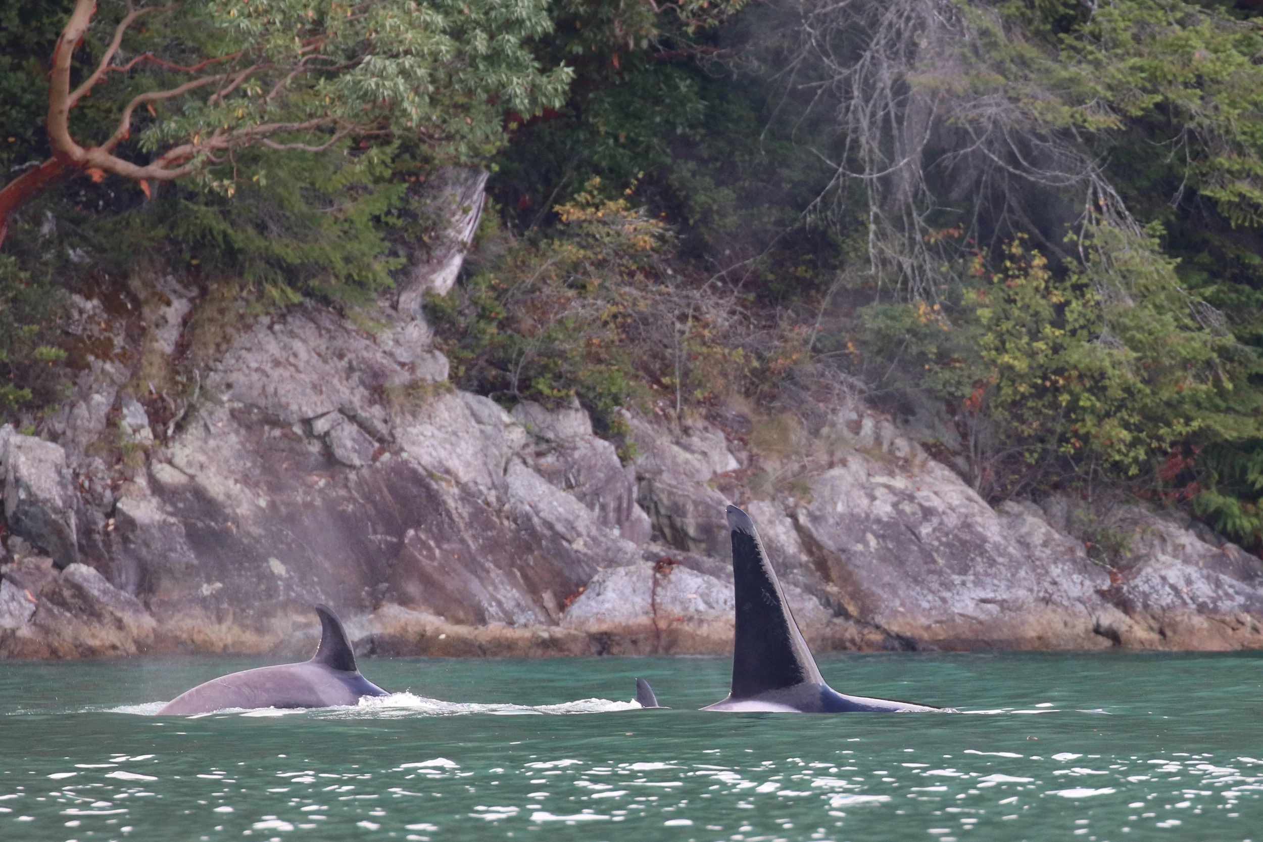 September 10, 2019 - Humpbacks in the Strait and a T-Party in Howe Sound!