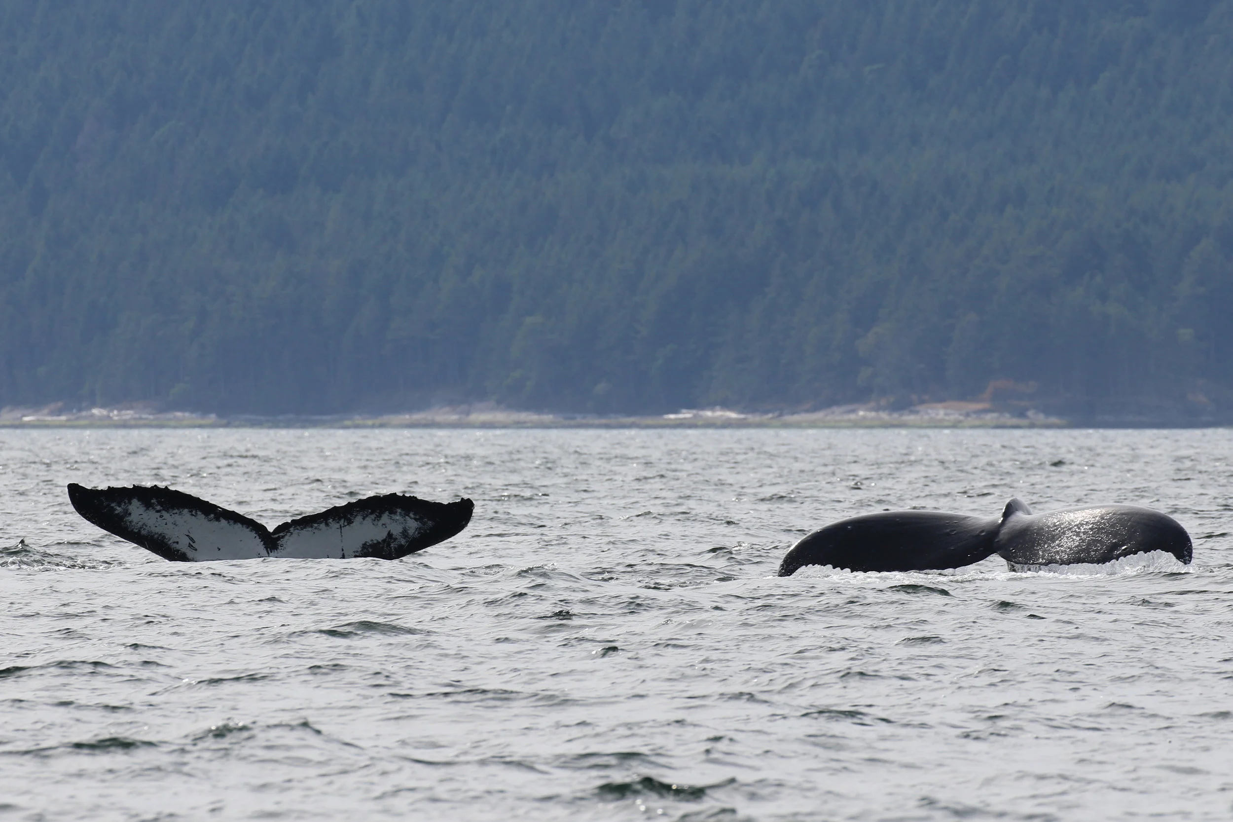 September 11, 2019 - T18's, Mammoth, and Split Fluke! 