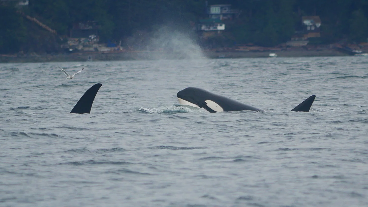 September 13, 2019 - Orcas in the Sound and Humpback near Nanaimo!