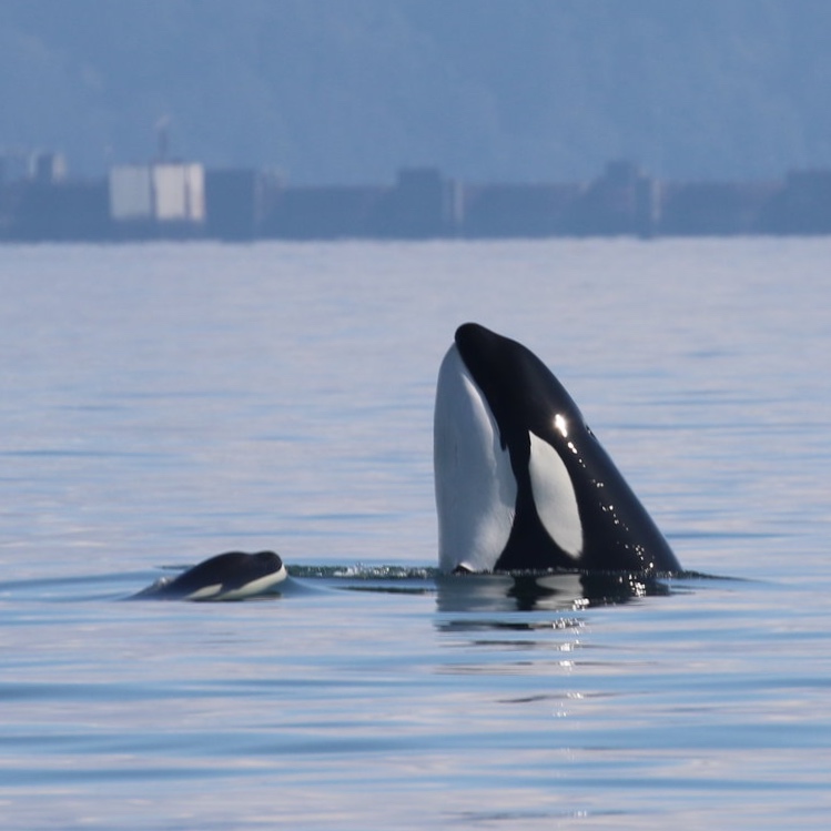 September 16, 2019 - A humpback and an orca hunt, oh my!