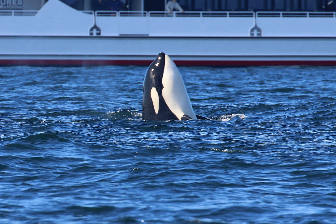 September 18, 2019 - Orcas vs. Humpback!
