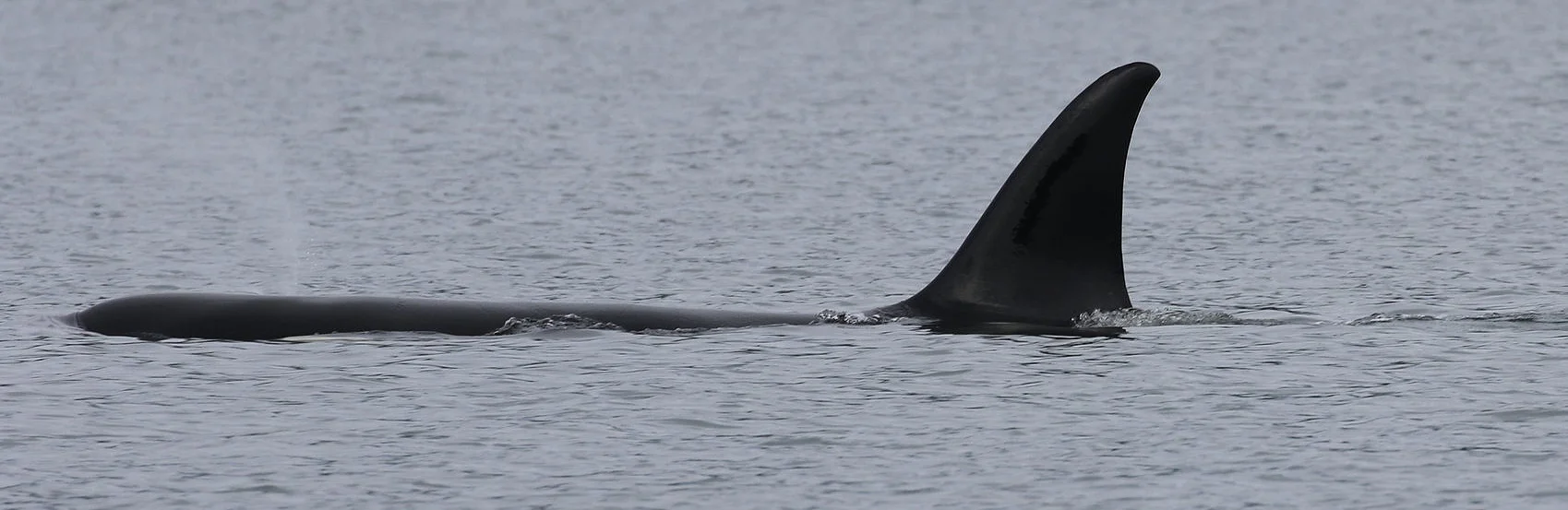 September 19, 2019 - Orcas in Howe Sound 