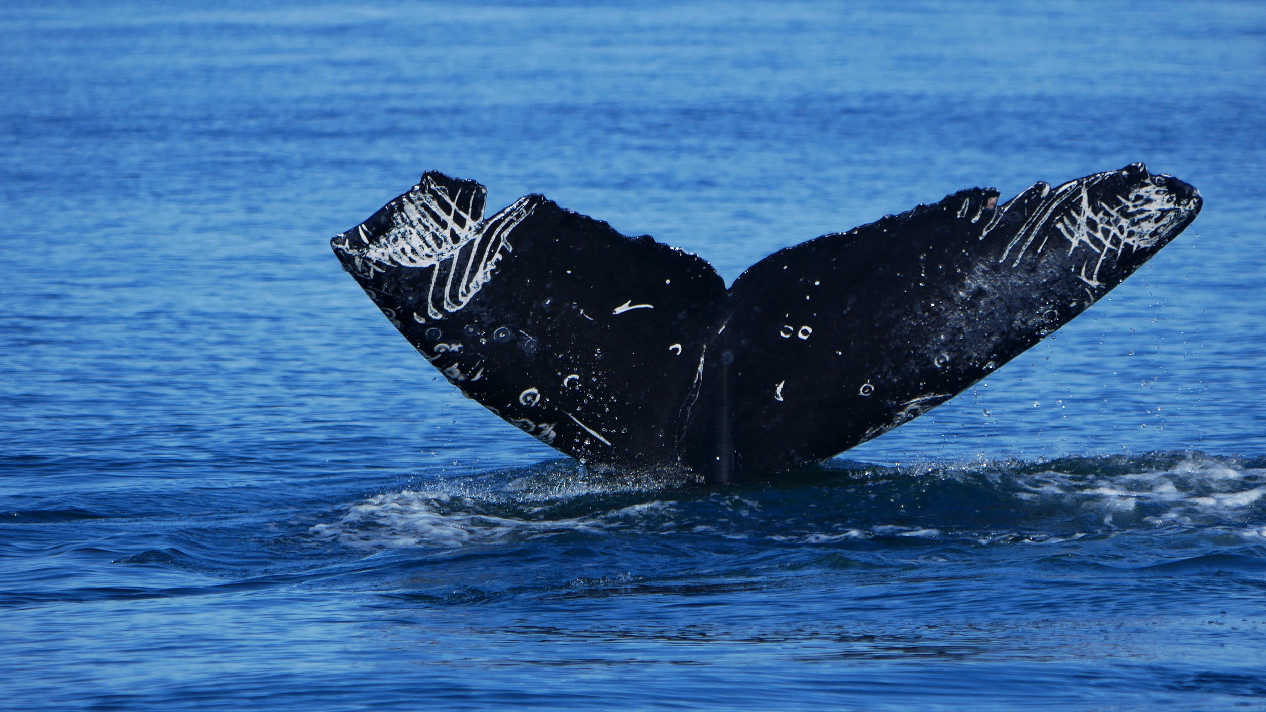 September 24, 2019 - Fantastic day with Humpbacks