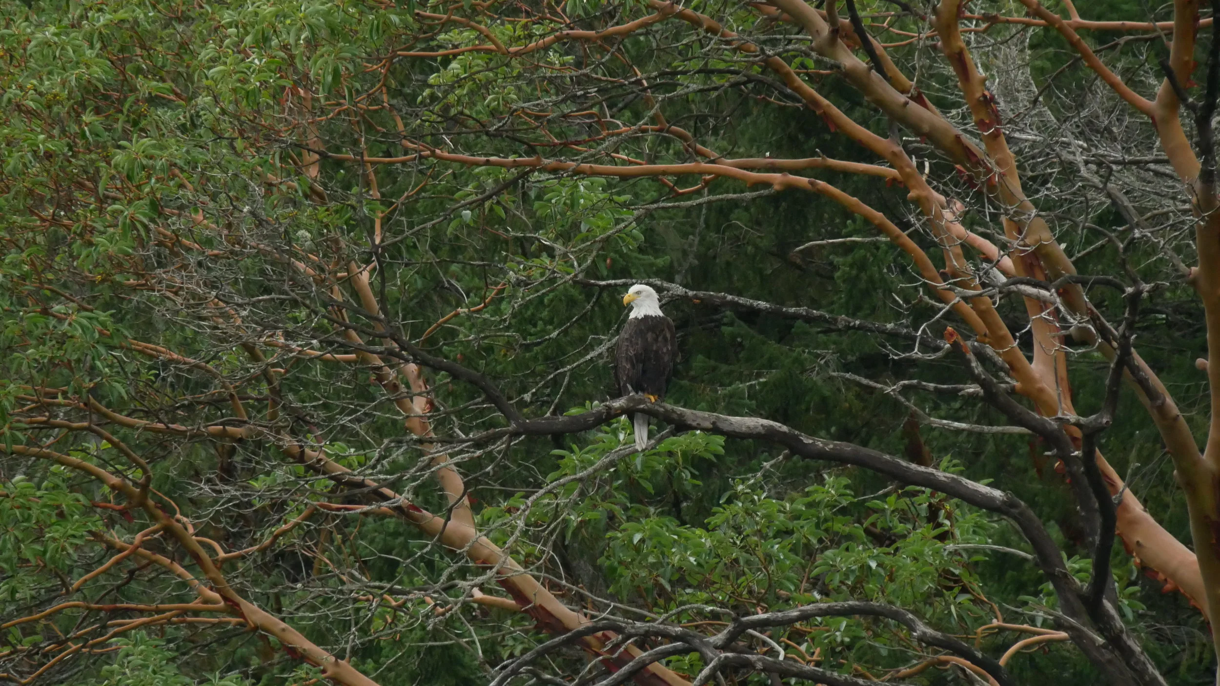September 25, 2019 - Humpbacks and Calm Waters