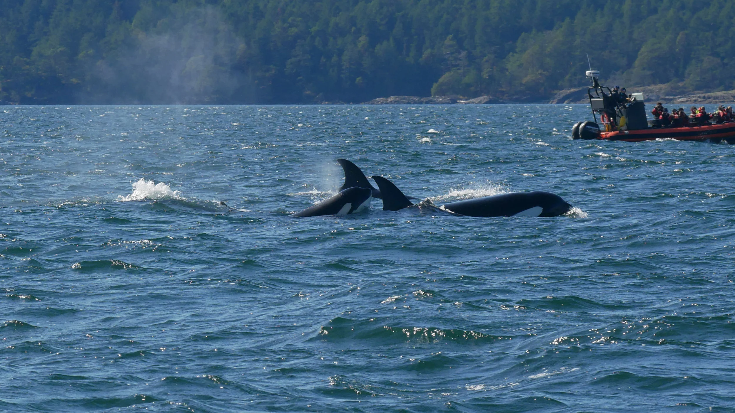 September 28, 2019 - A windy day loaded with whales! 