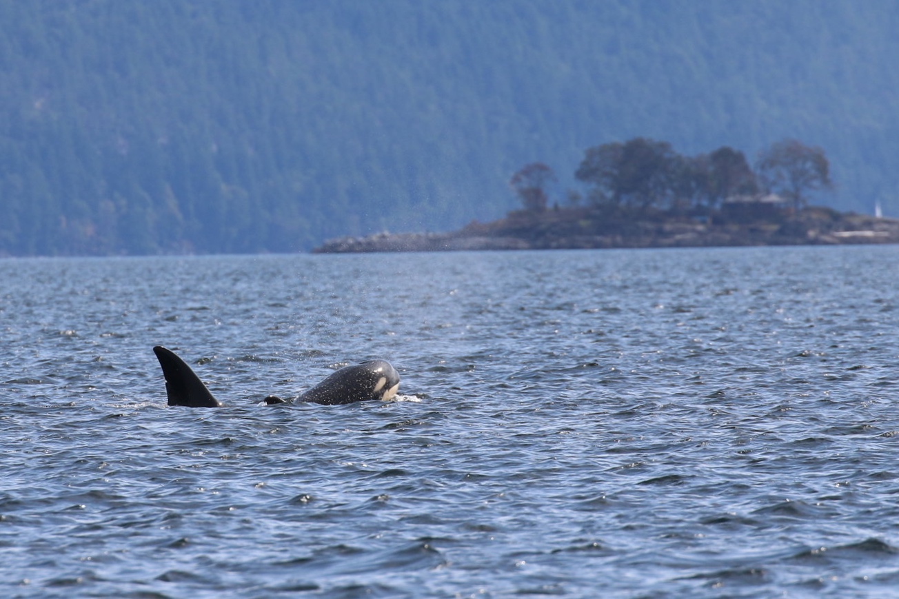 September 29, 2019 - Orca near Dodd narrows!
