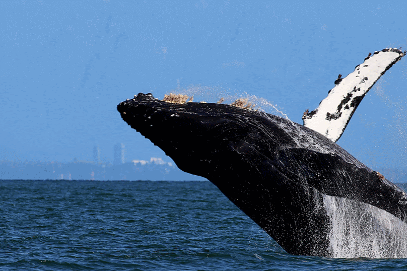 September 30, 2019 - Very active humpback whales and orcas on the way home!
